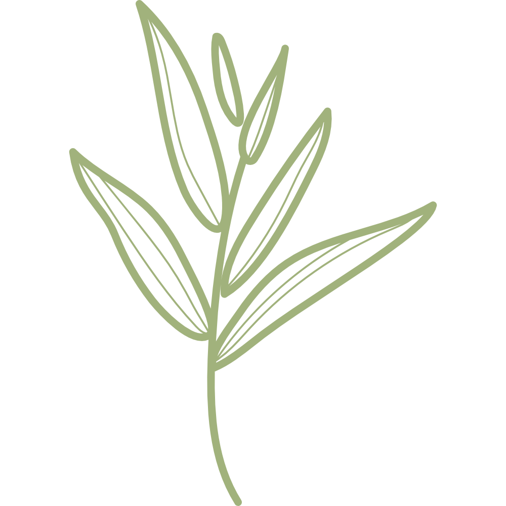Minimalist illustration of a green herb or plant with elongated leaves.