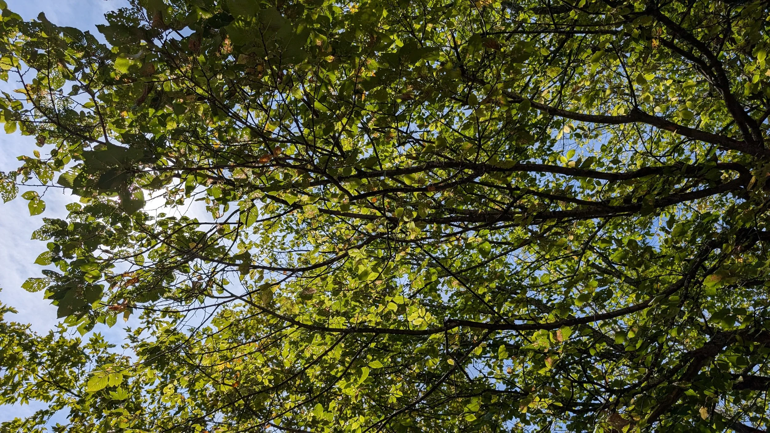 leaves on branches