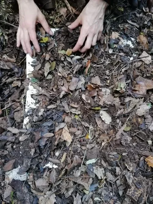 Manos removiendo hojas y tierra en el suelo, posiblemente buscando o cubriendo algo, en un entorno de bosque o área con hojas caídas.