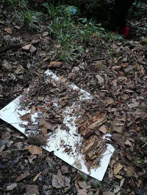 Restos de madera y hoja sobre la tierra con hojas secas y vegetación alrededor.