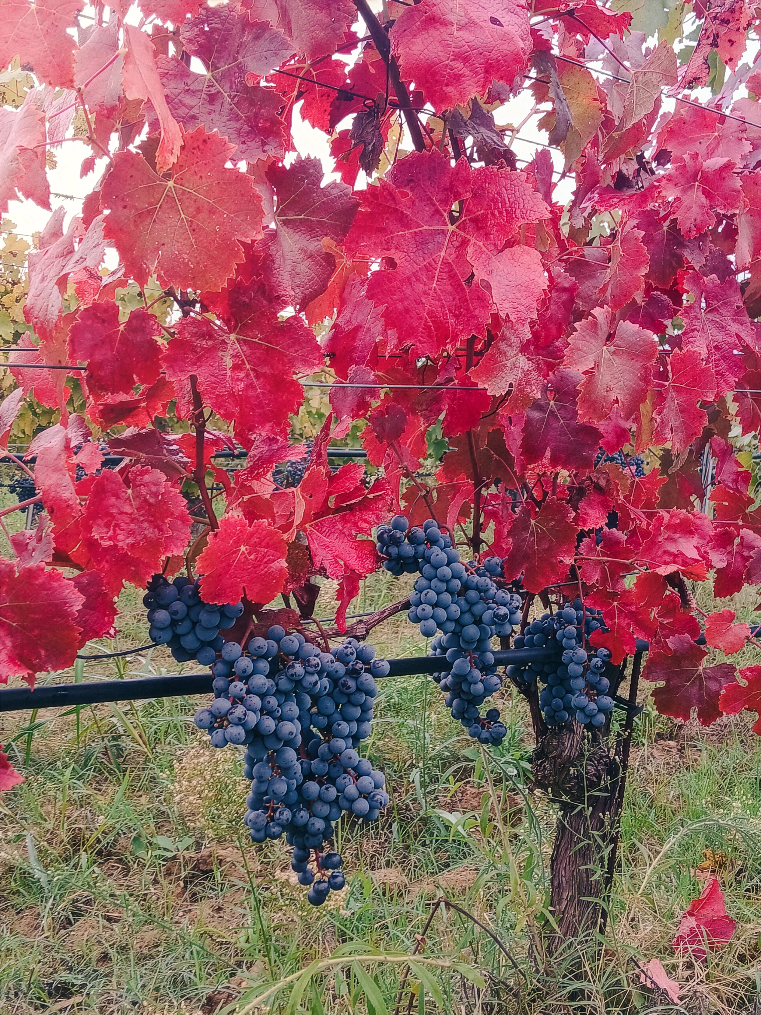 Uva blu scuro che cresce su una vite con foglie autunnali rosse e verdi.
