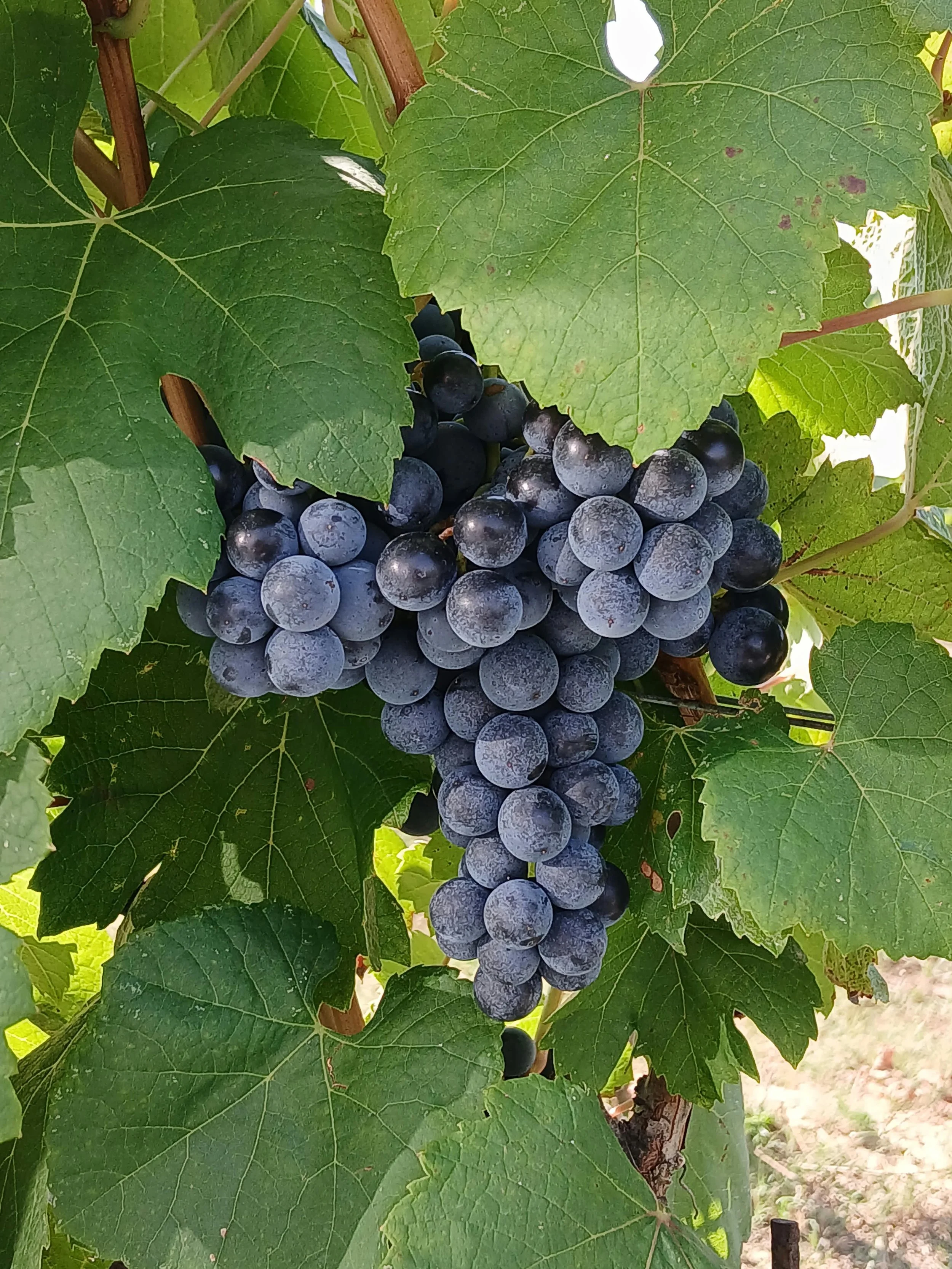 grappoli d'uva nera pendenti tra foglie verdi