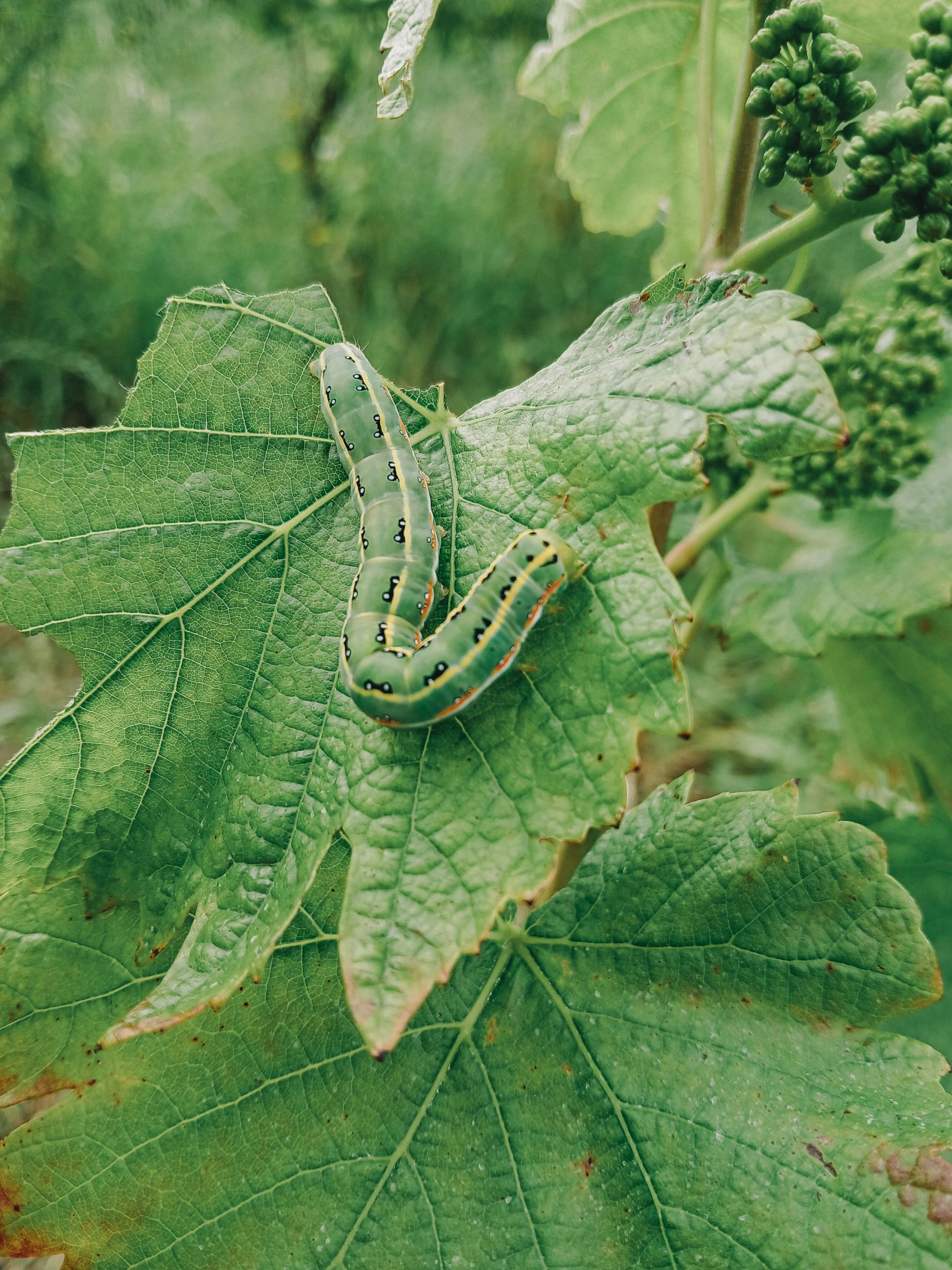 Un bruco verde con macchie nere e arancioni su una foglia di vite.