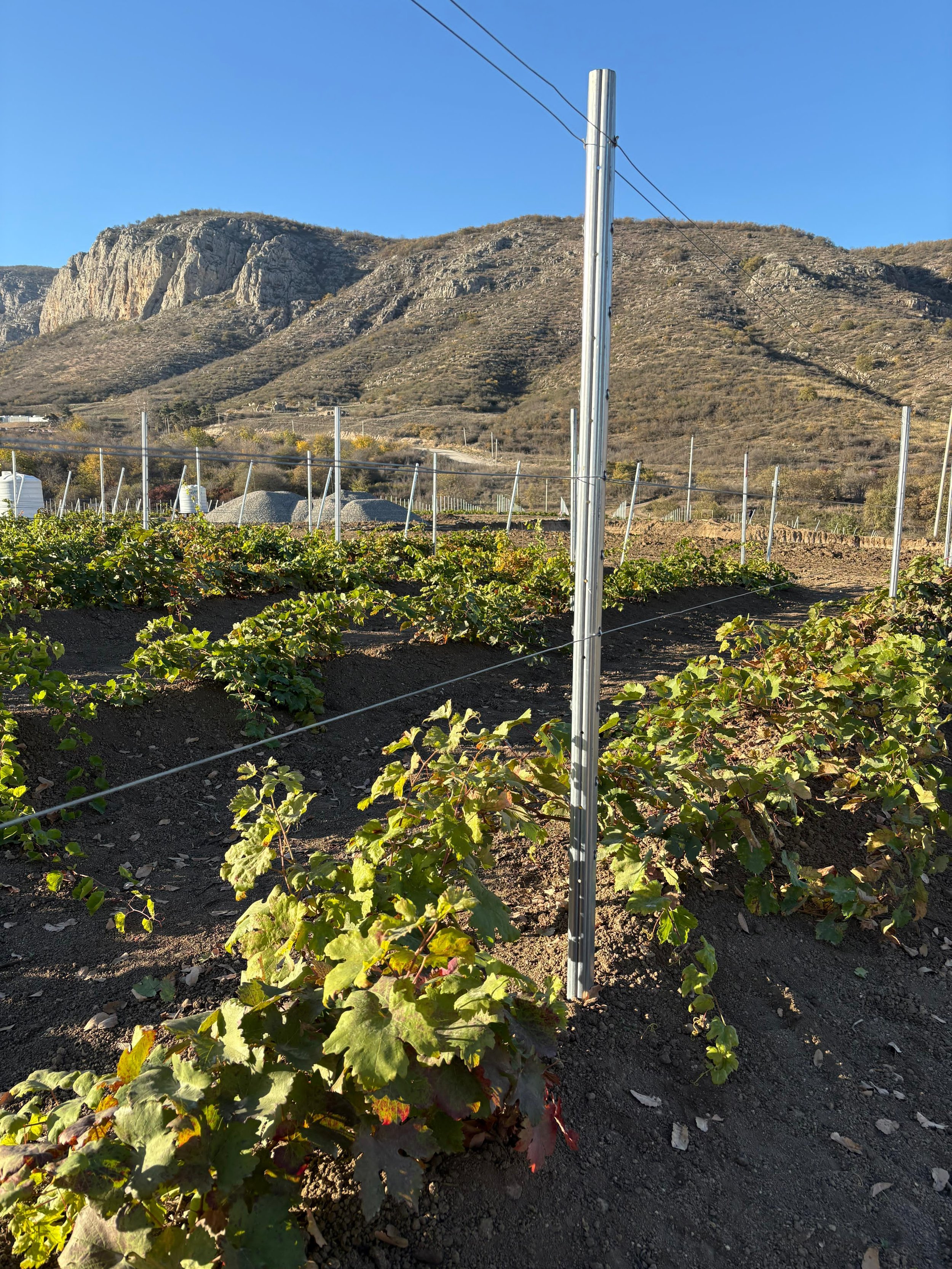 Vigneti in un campo di montagna con un palo per irrigazione e filari di vite, sullo sfondo si vedono colline rocciose sotto un cielo azzurro.
