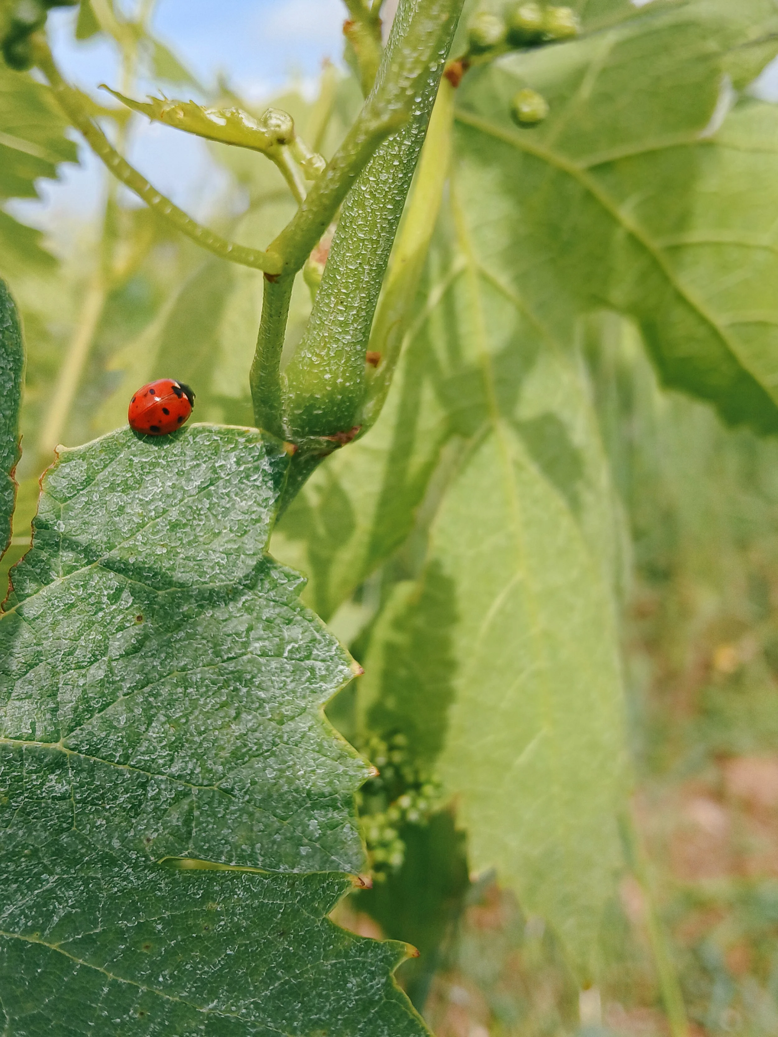 Una coccinella rossa con punti neri su una foglia verde