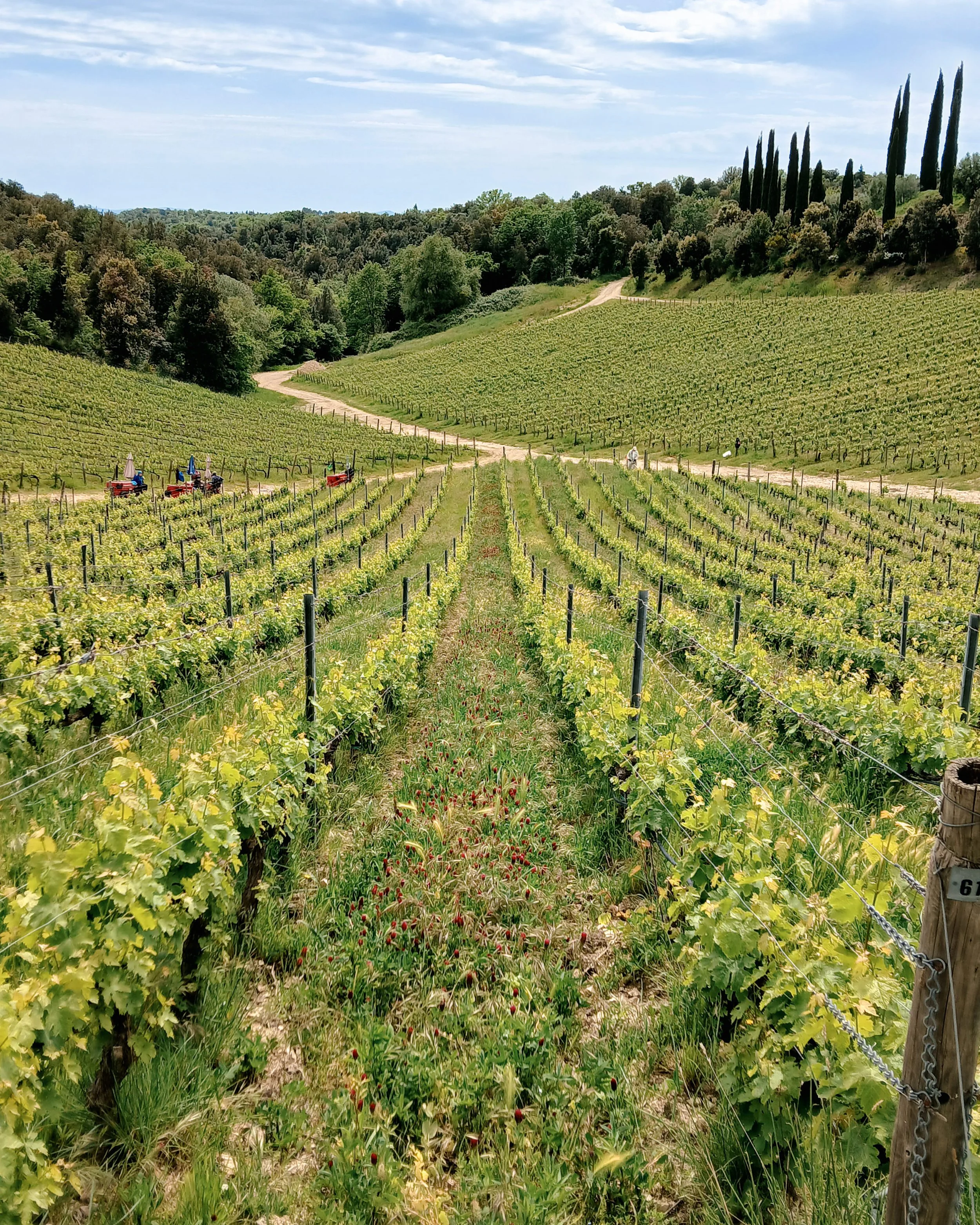 Un vigneto in campagna con filari di viti verdi, una strada sterrata e alcuni alberi tra cui cipressi, sullo sfondo colline e cielo parzialmente nuvoloso.