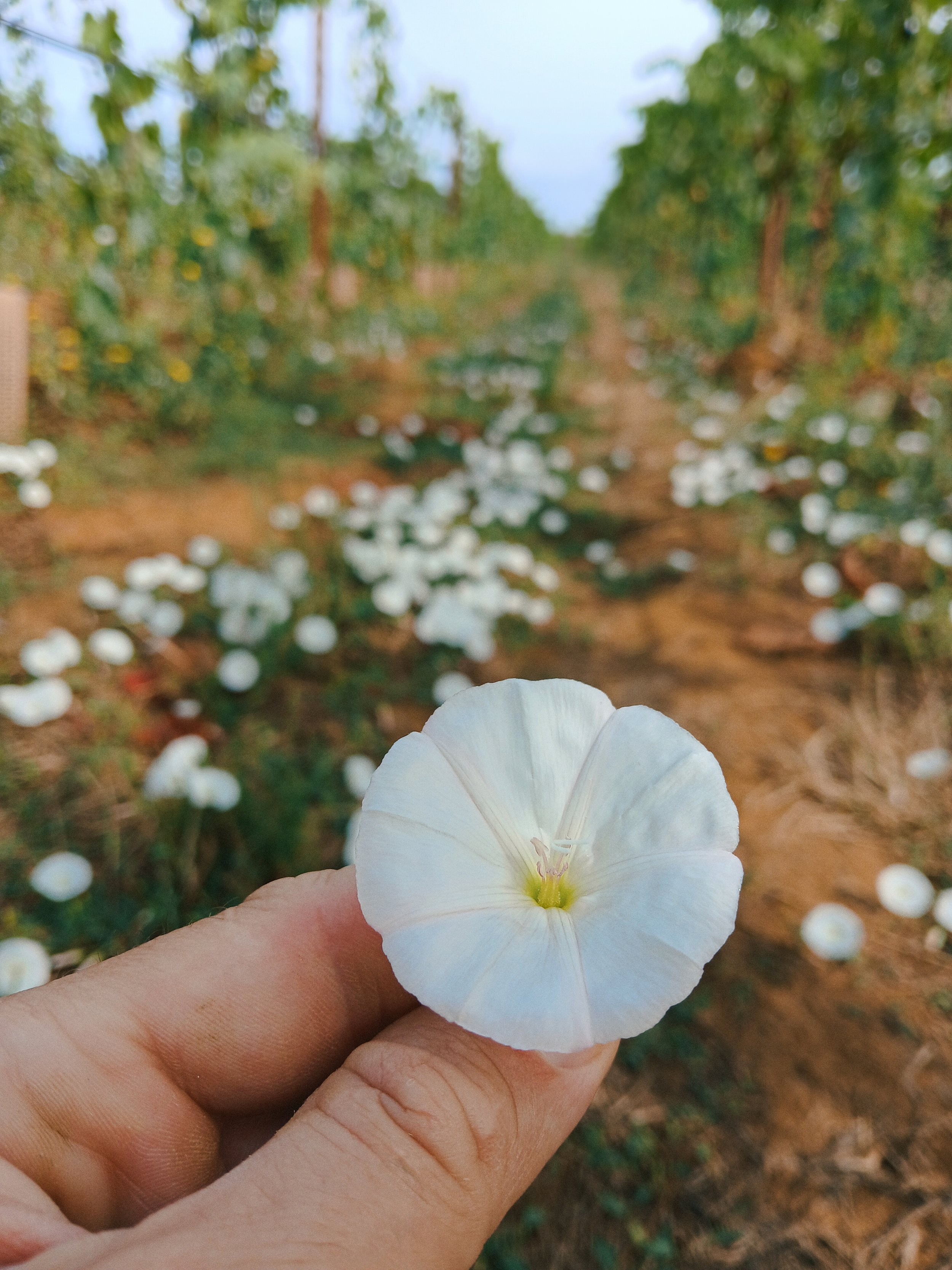 Una mano tiene in mano un fiore bianco su sfondo di un campo di fiori simili, con fila di alberi e cielo sereno in lontananza.