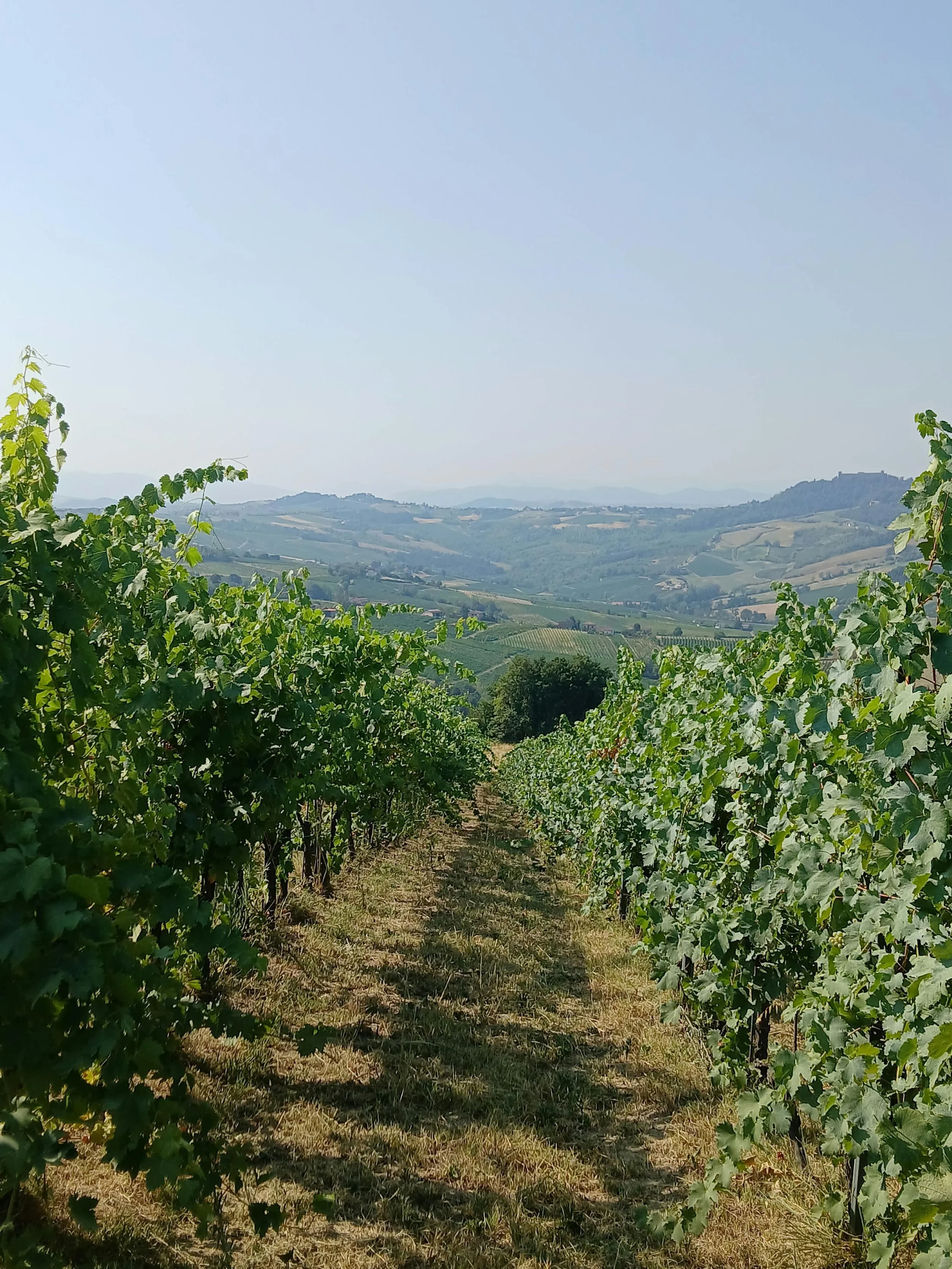 Vigneti in campagna con vista sulle colline e fuori città, cielo sereno