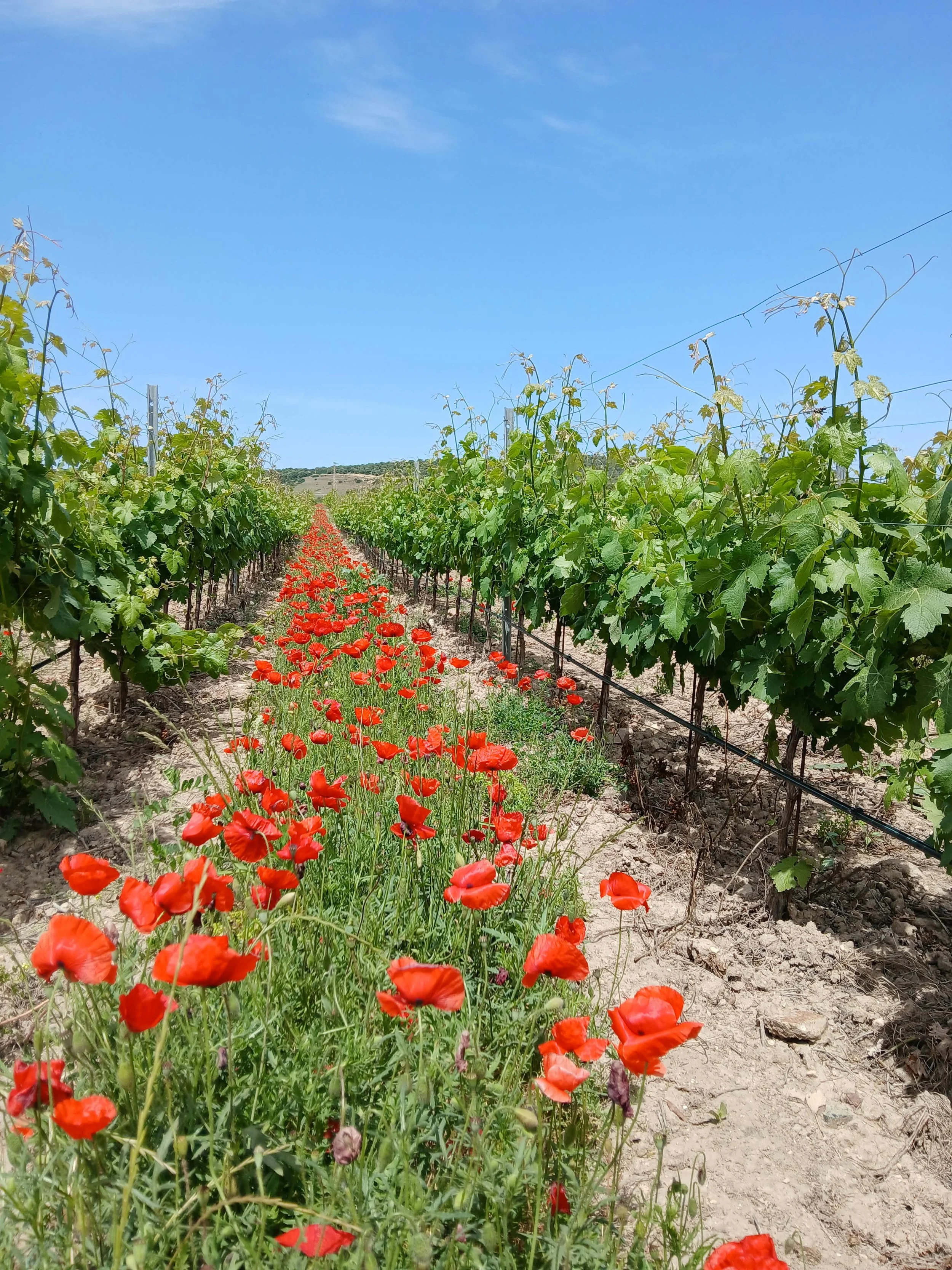 Vigneto con file di piante di uva e fiori rossi sul percorso tra le file, in un paesaggio collinare sotto un cielo blu.