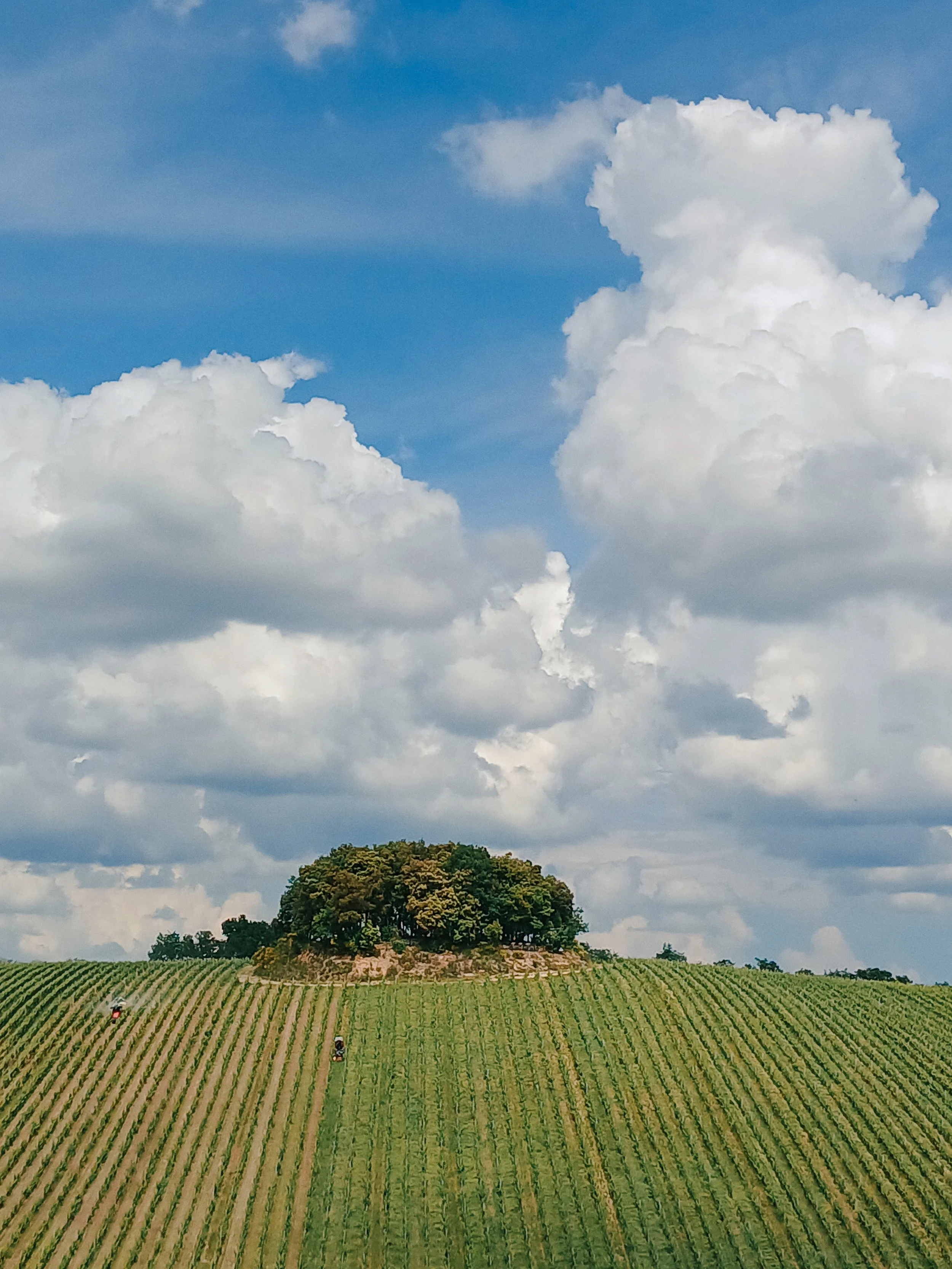 Un campo di vigneti con una collina ricoperta di alberi al centro e un cielo nuvoloso sopra.
