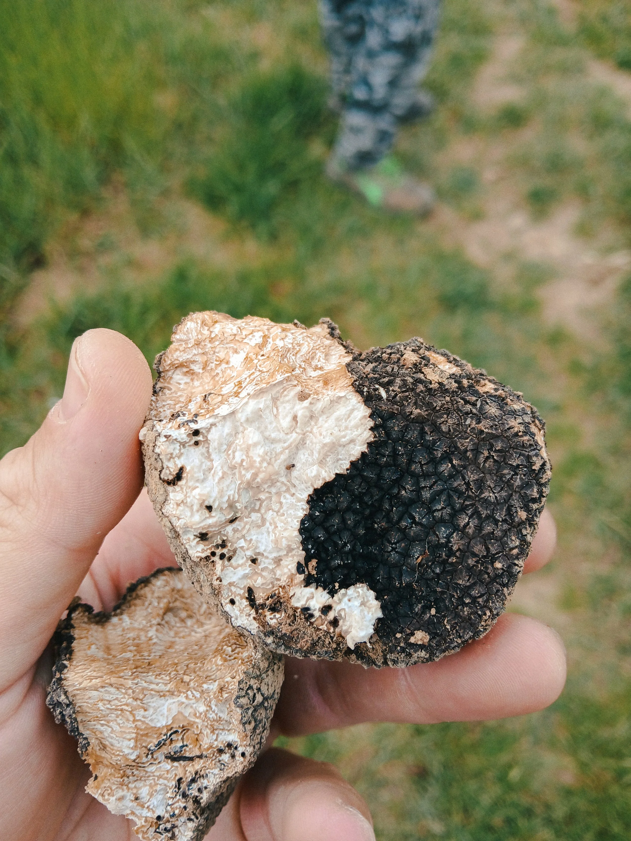 Mano che tiene dei funghi con cappelli scuri e superficie rugosa, uno di colore chiaro e uno di colore scuro.