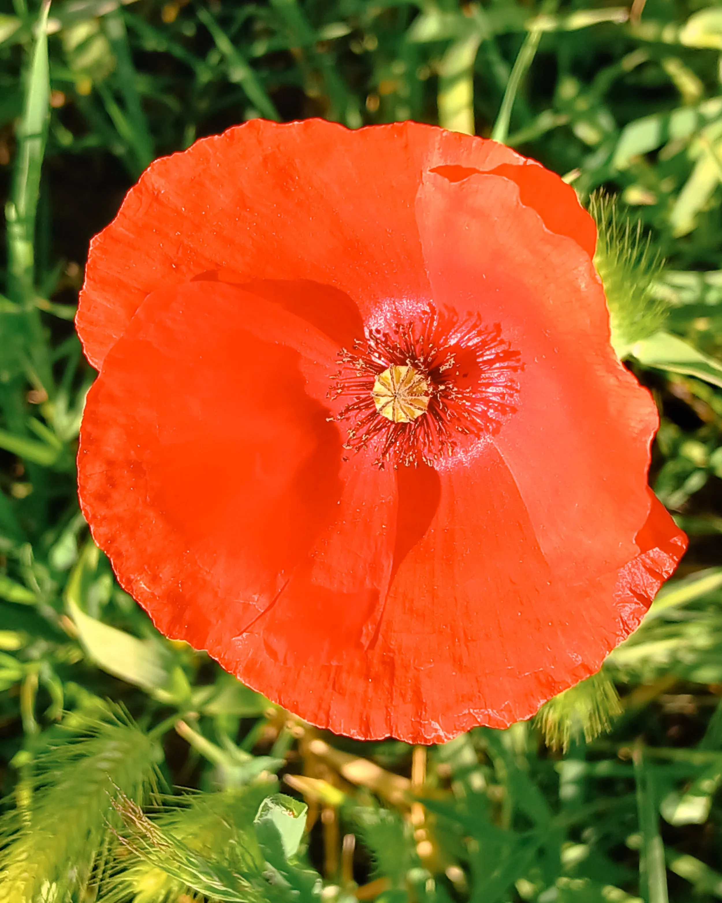 Fiore di papavero rosso con sfondo di foglie verdi e vegetazione