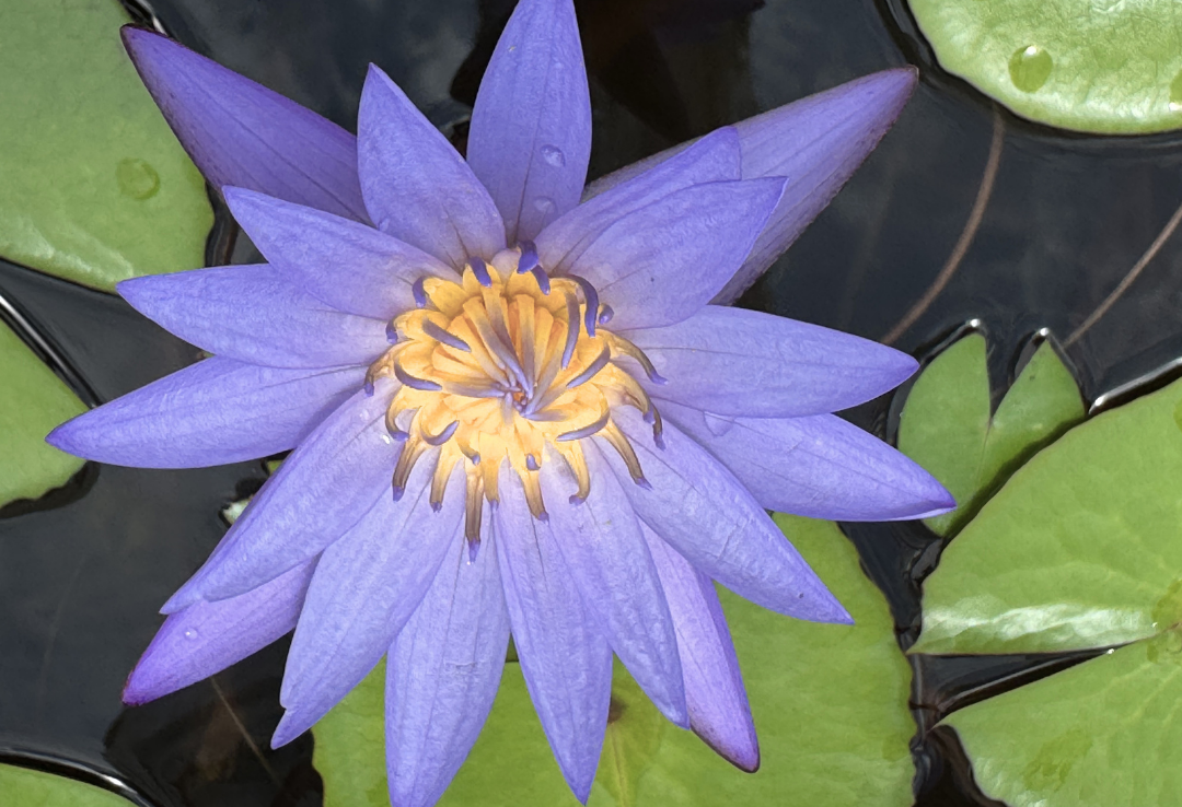 Purple Lotus, Cambodia