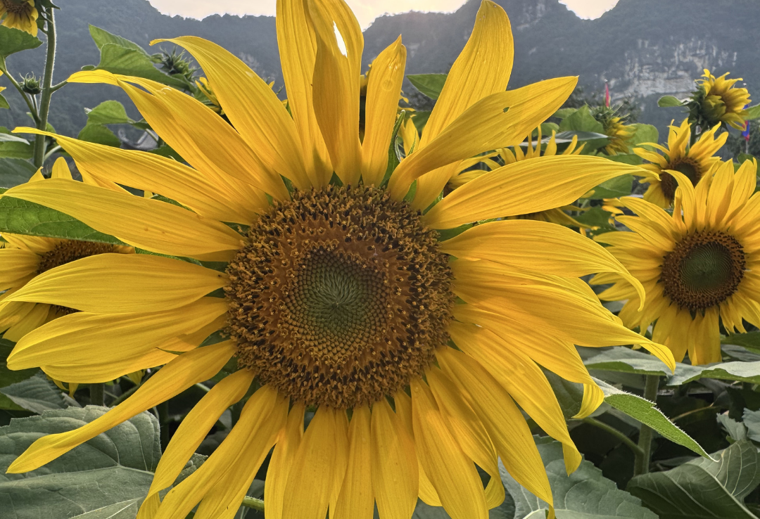 Sunflowers, Ninh Binh, Vietnam