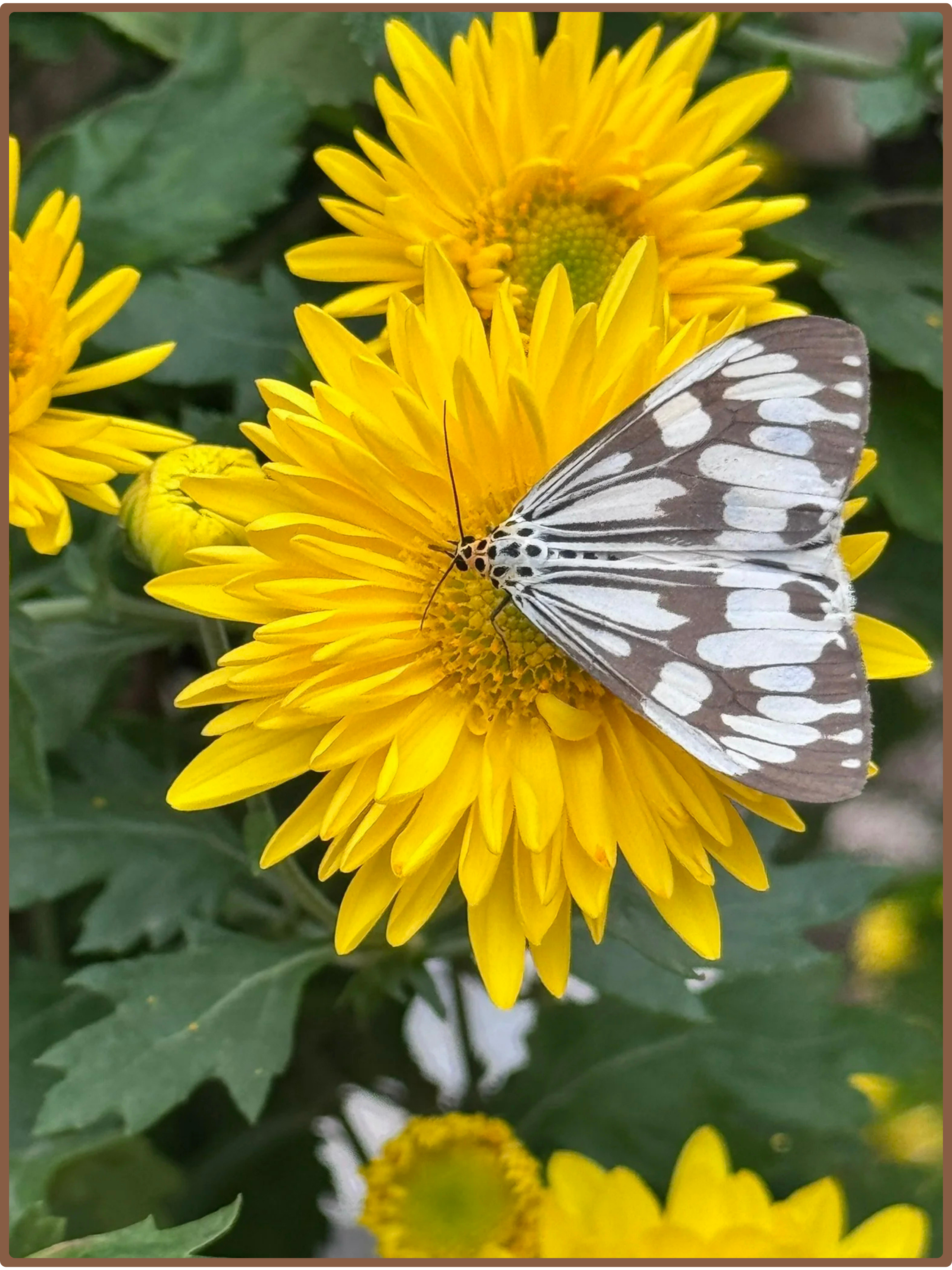 Yellow chrysanthemum with butterfly
