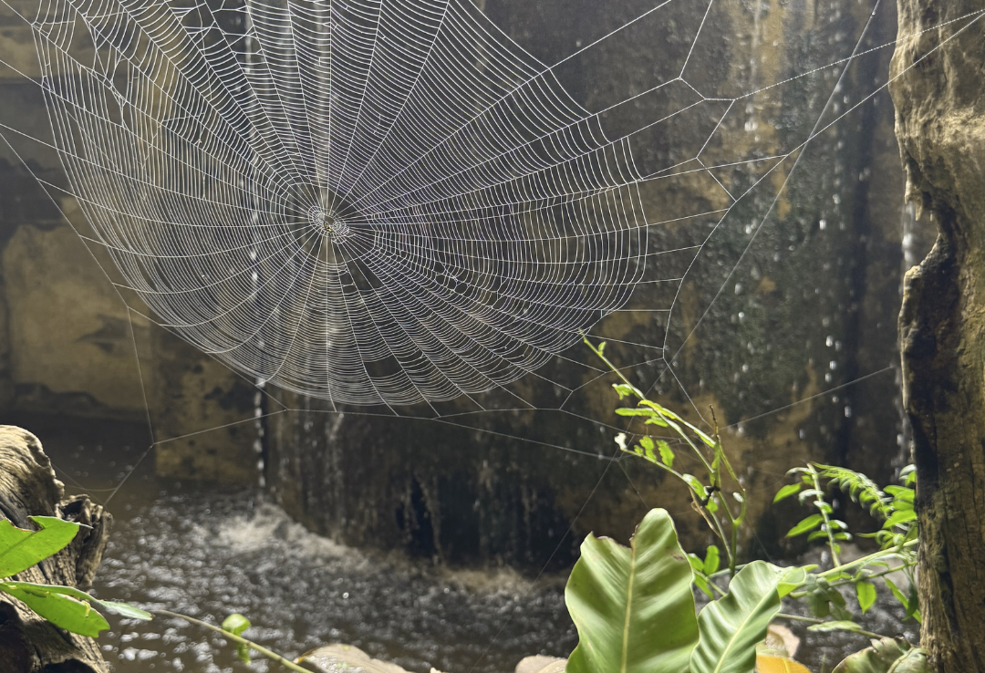 Mae Fah Garden Spider Web, Chiang Rai, Thailand