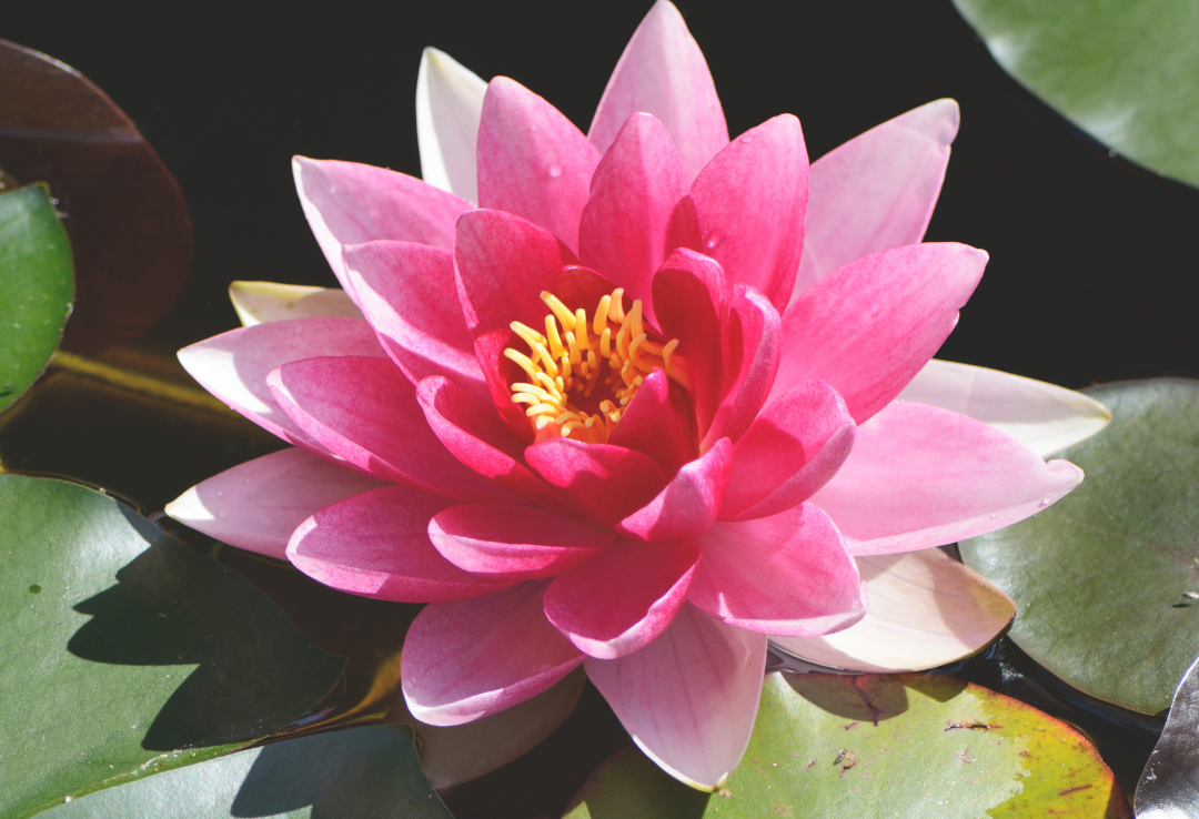 Lotus Flower, Siem Reap, Cambodia