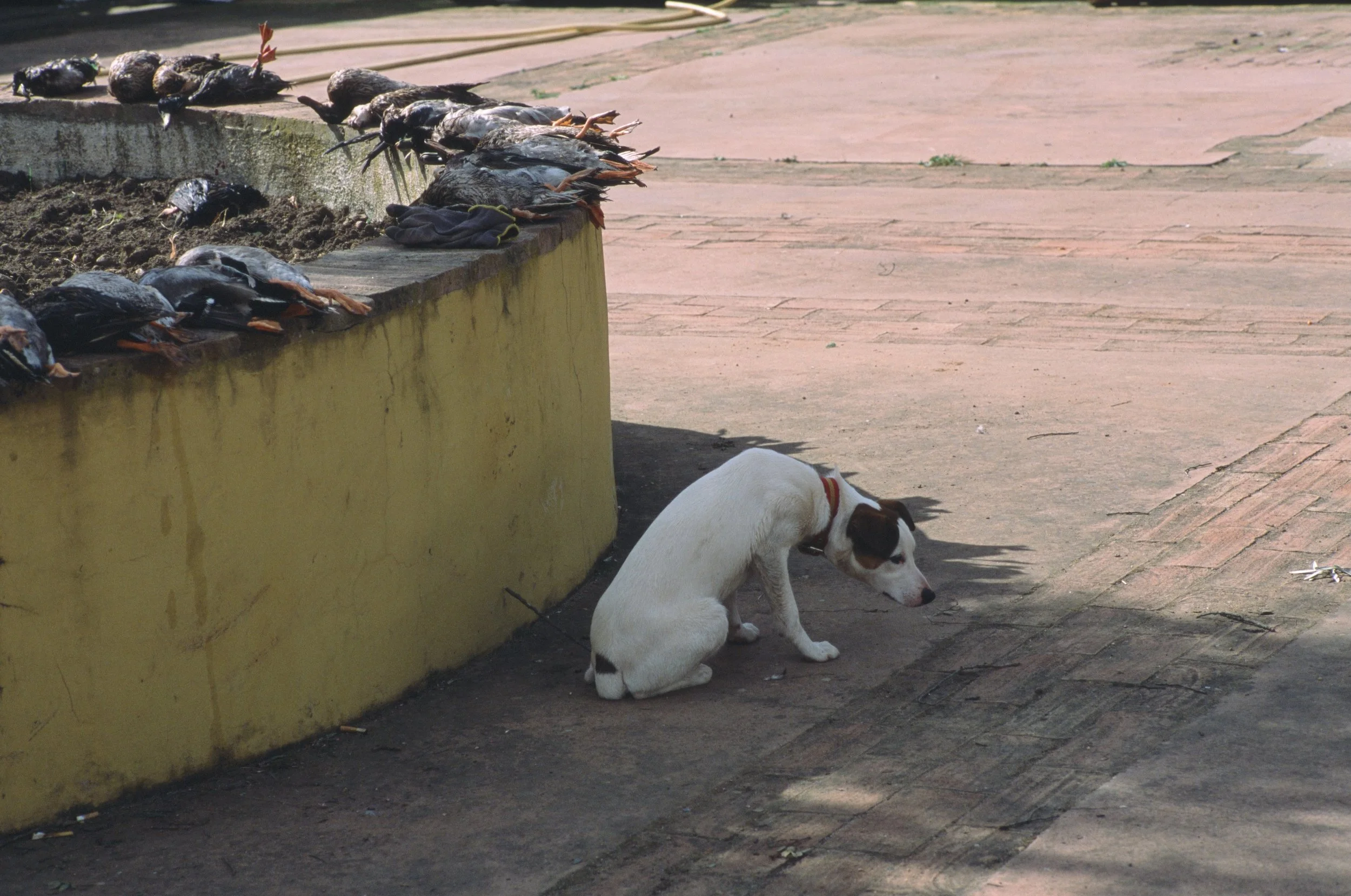 The Book of Miracles