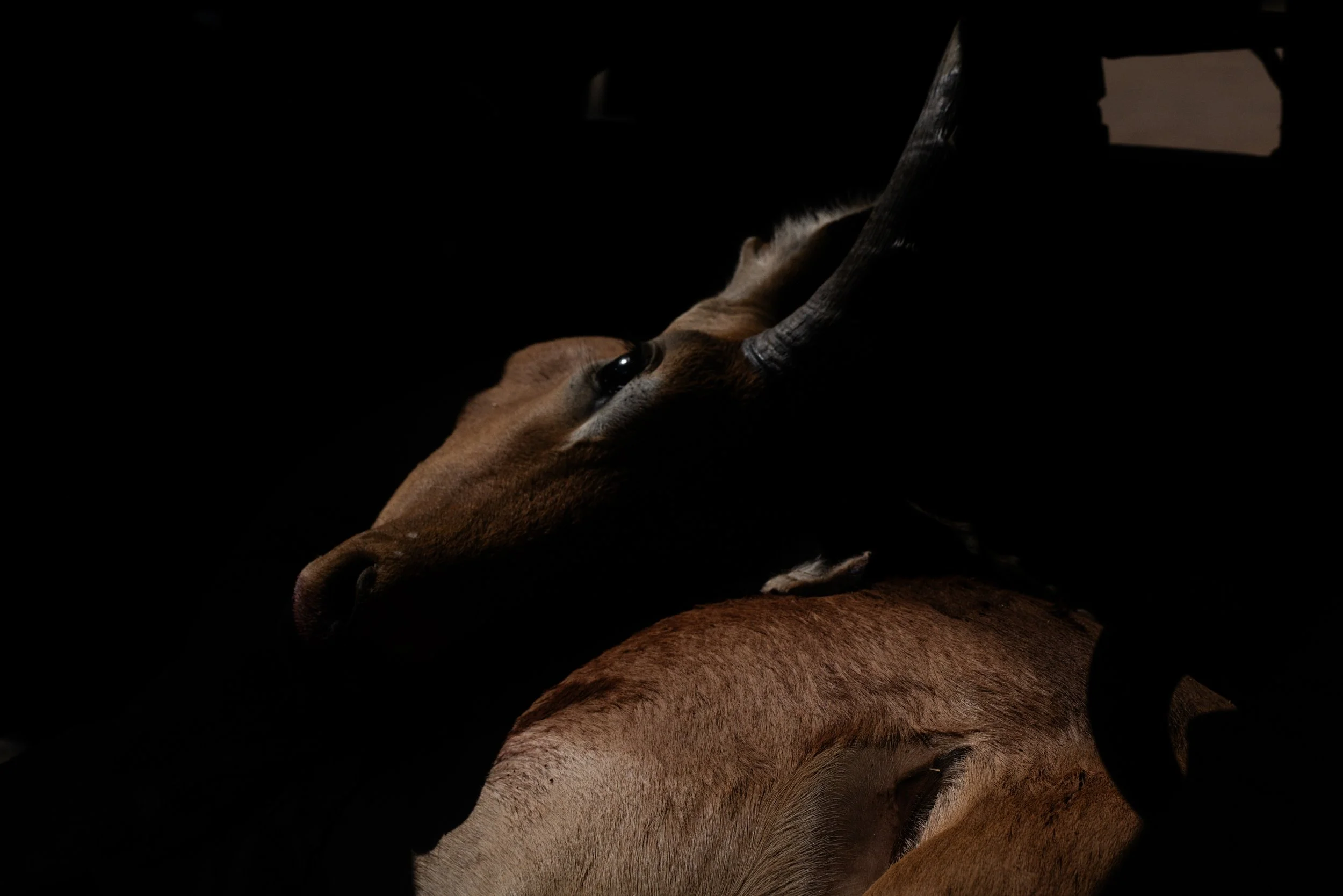 antelope III.jpg