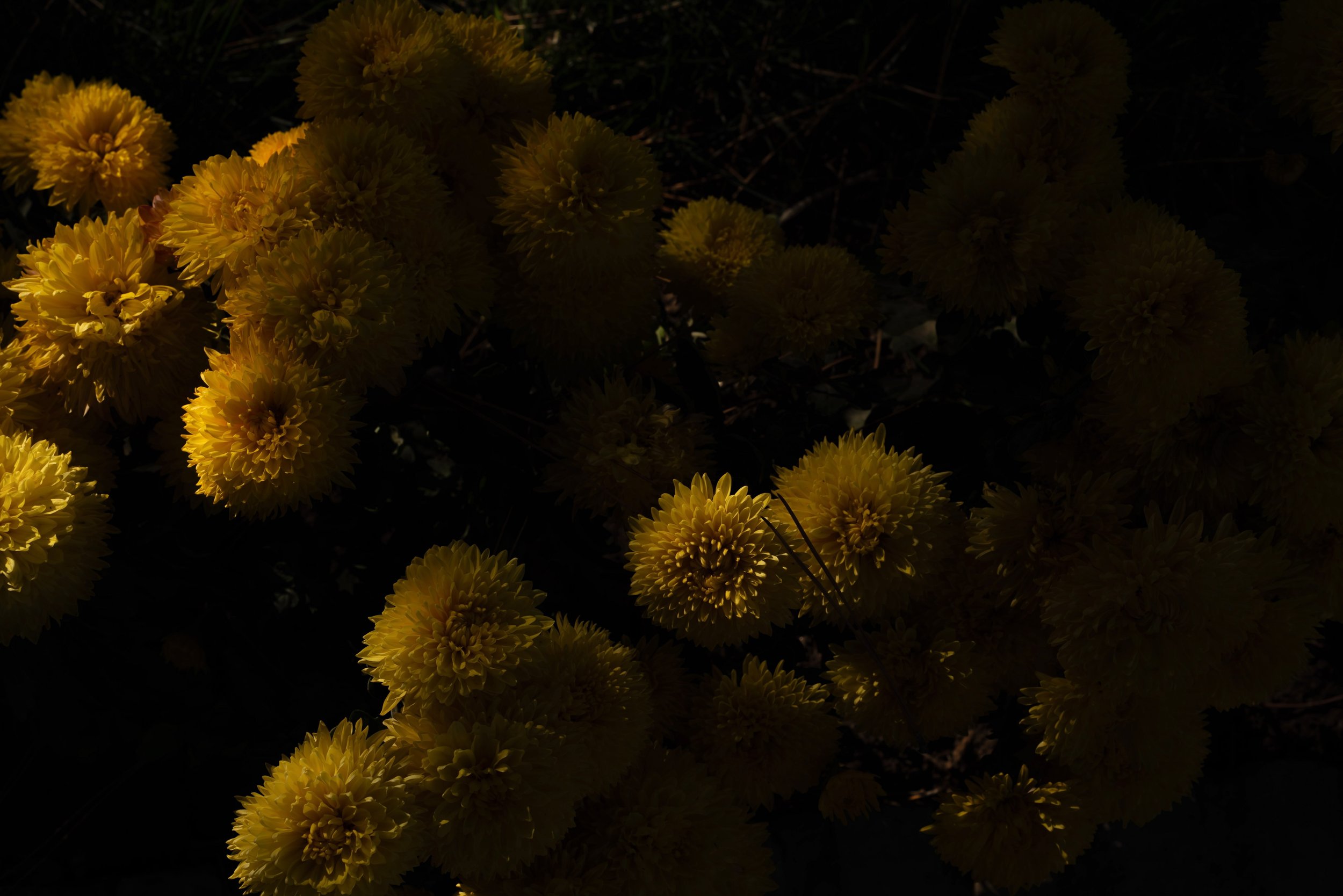 What remains is light the shadow as proof.jpeg