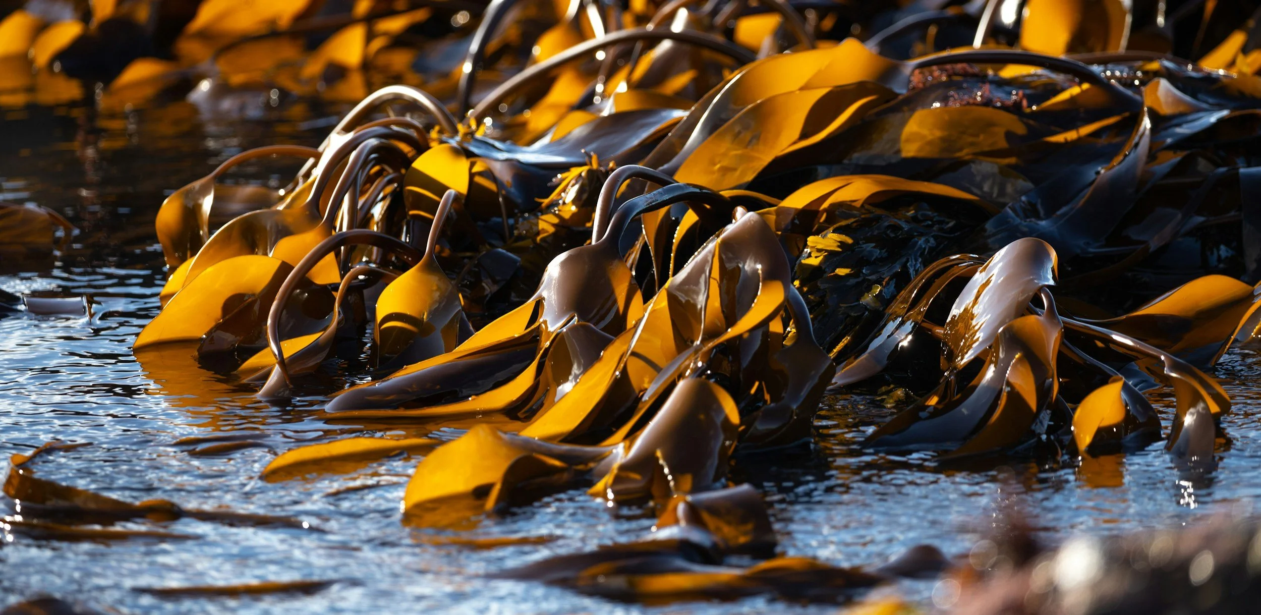 A close-up view of brown seaweed floating in water with sunlight reflecting off its surface.