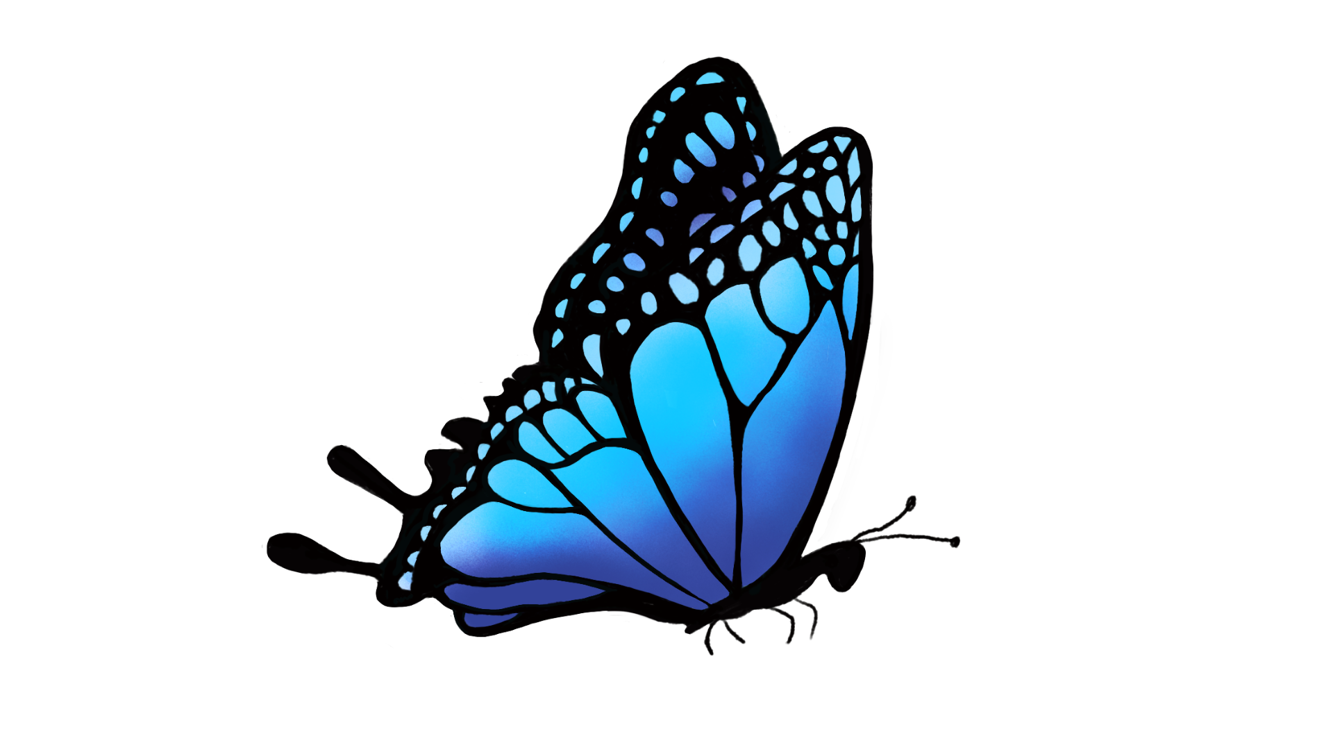 Digital illustration of a blue butterfly with black outlines and markings, set against a white background.