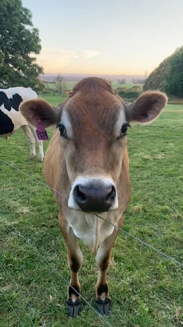 victa the cow looks at camera with sunset in background