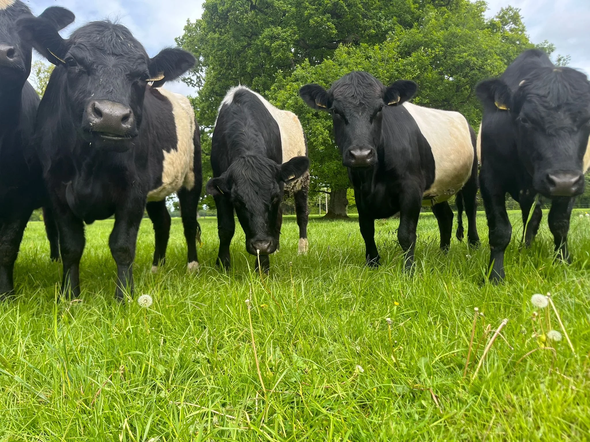 Beef Boxes