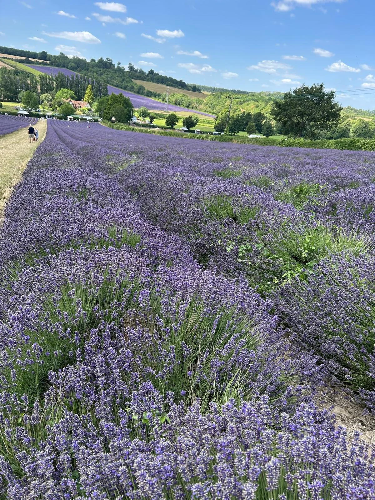 Lavender field