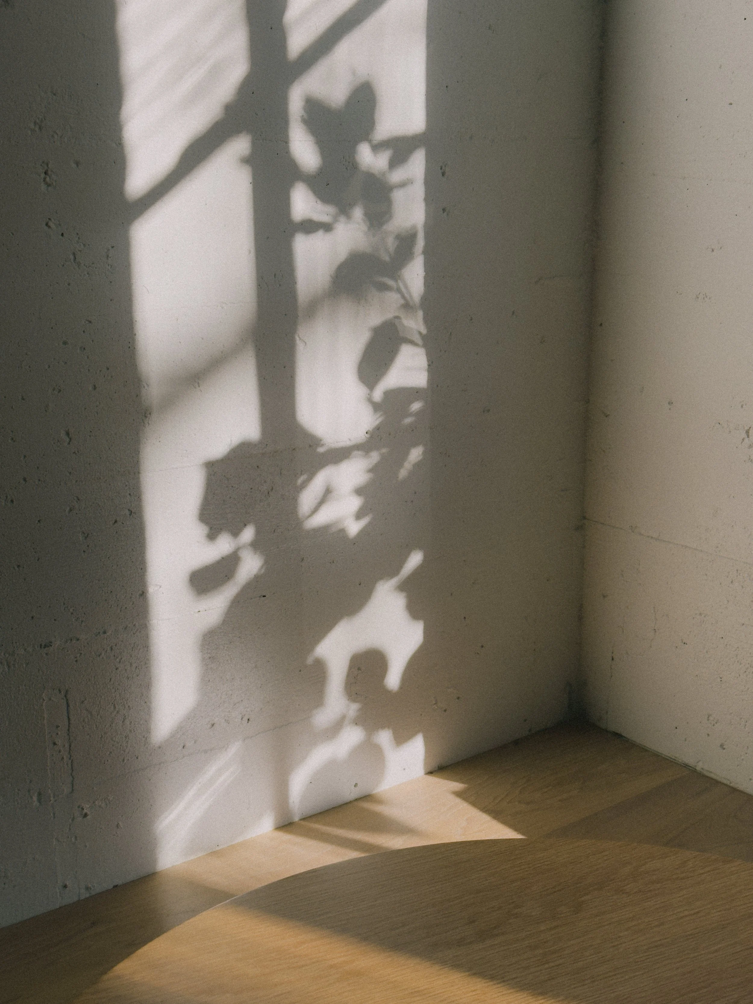 Sunlight casting a shadow of a plant with leaves and branches on a white wall, next to a wooden surface.