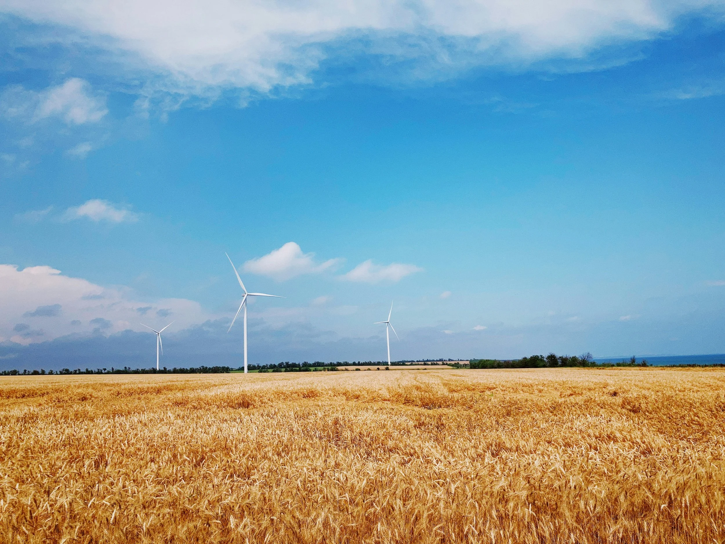 Open field of golden wheat under a bright blue sky with scattered clouds, and three wind turbines in the background.