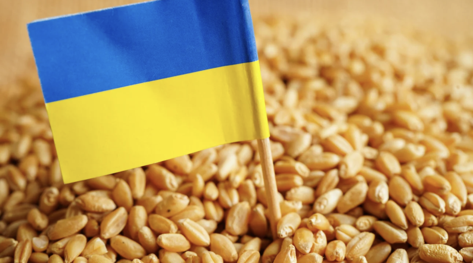 A small Ukrainian flag on a toothpick stuck into a pile of wheat seeds.