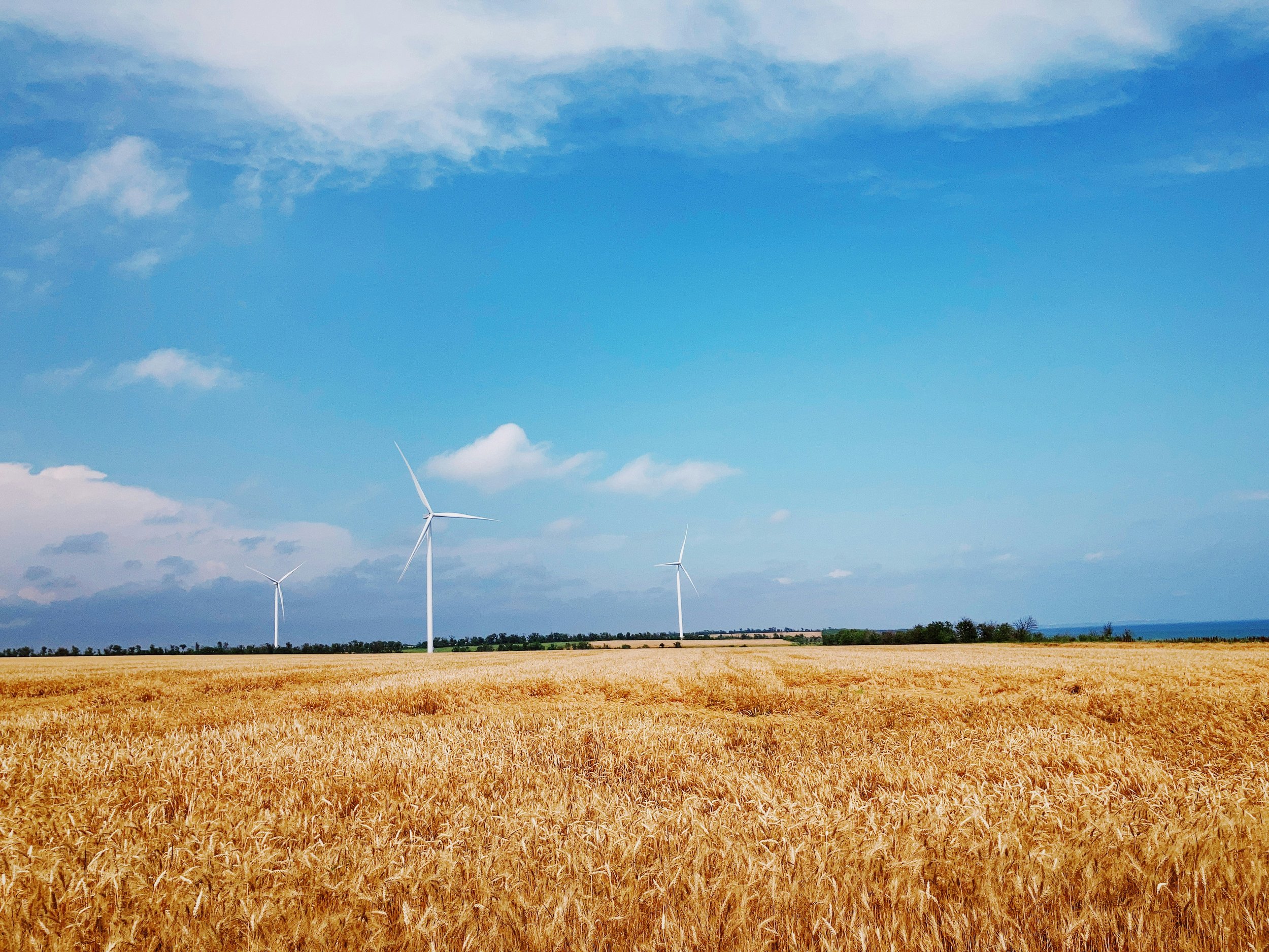 A field of golden wheat under a bright blue sky with a few white clouds, with three white wind turbines in the distance.