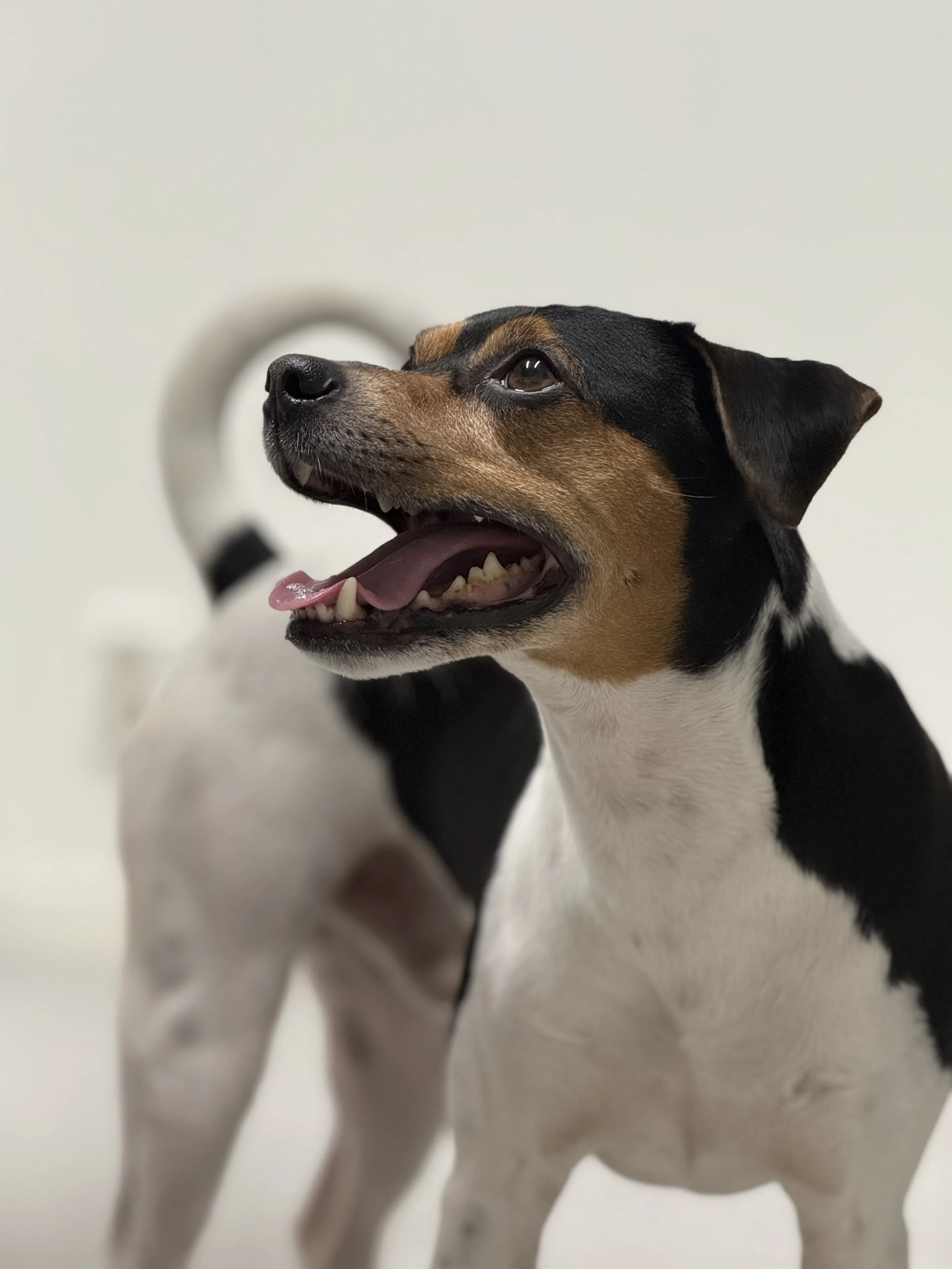 Nærbilde av en glad hund med åpen munn, svart og brunt farget hoppende av lykke, mot en lys bakgrunn.