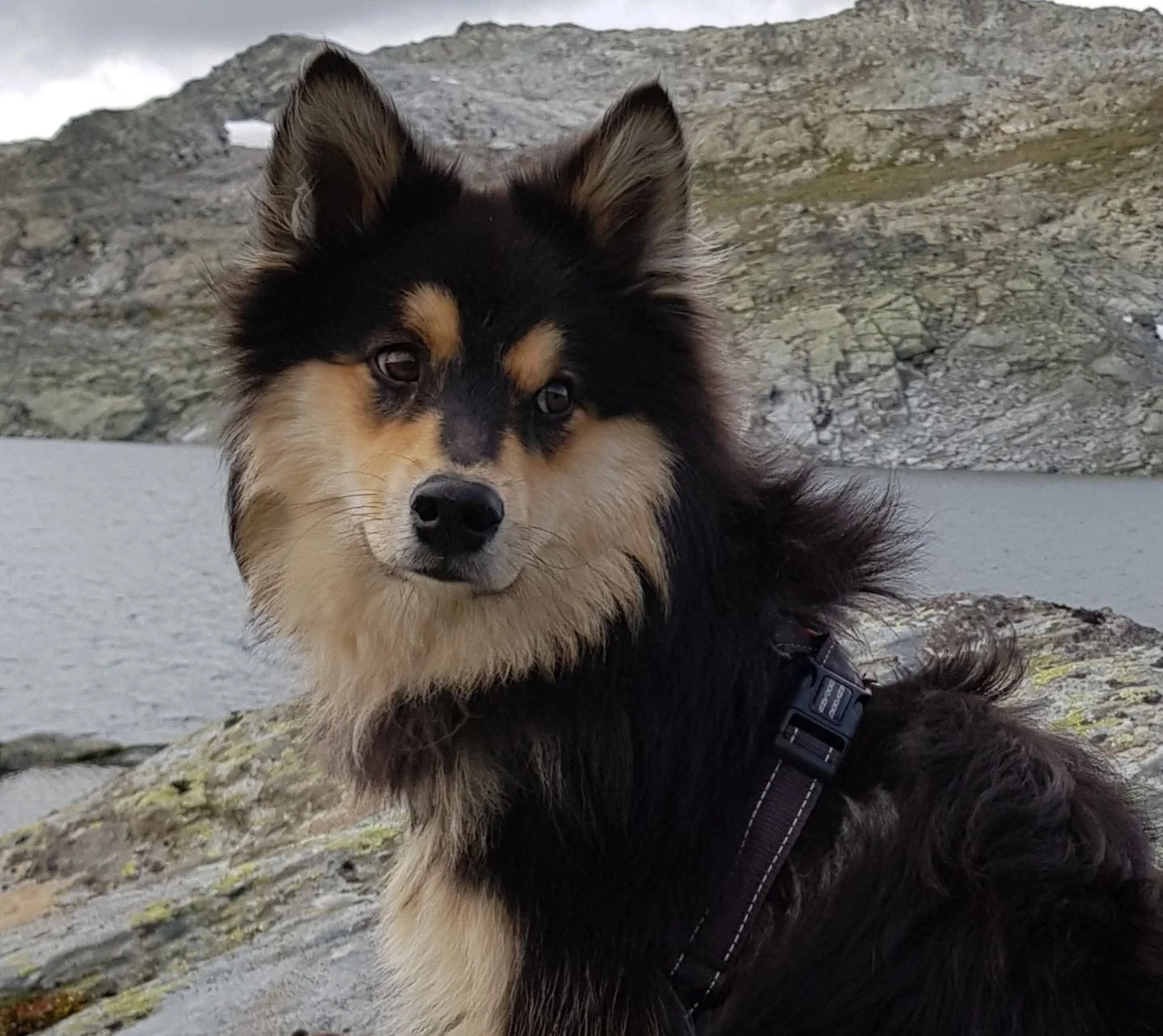 Månadens pasient - oktober 2018 - Lumi