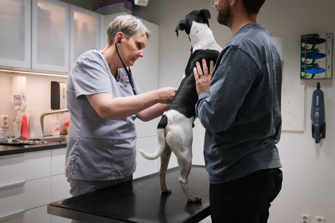 Kvifor er vaksinasjon og helsesjekk viktig for dyret ditt?