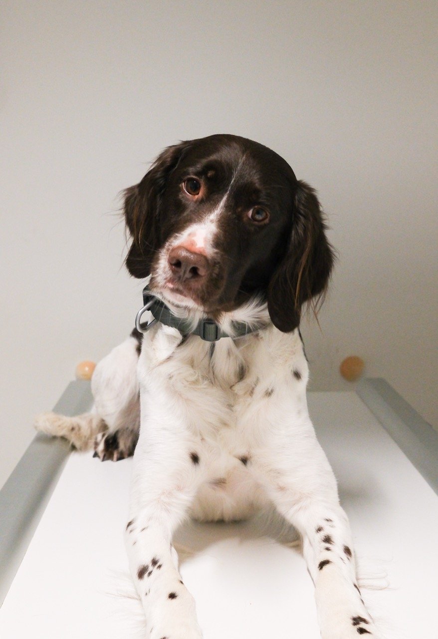 En hund med blå øyne og brune og hvite pelsfargede merker, ligger i røntgenmaskinen.