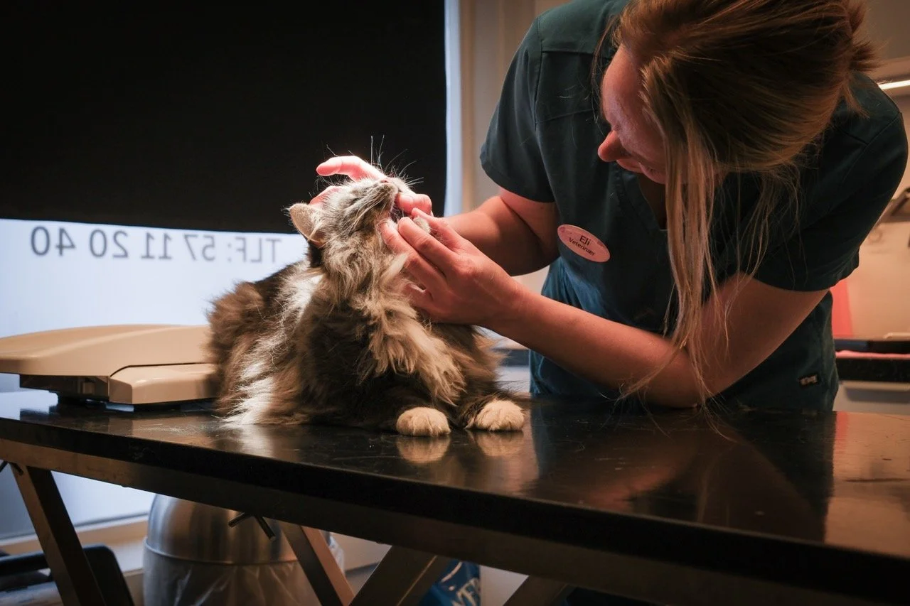 Tannhelse hos kjæledyr