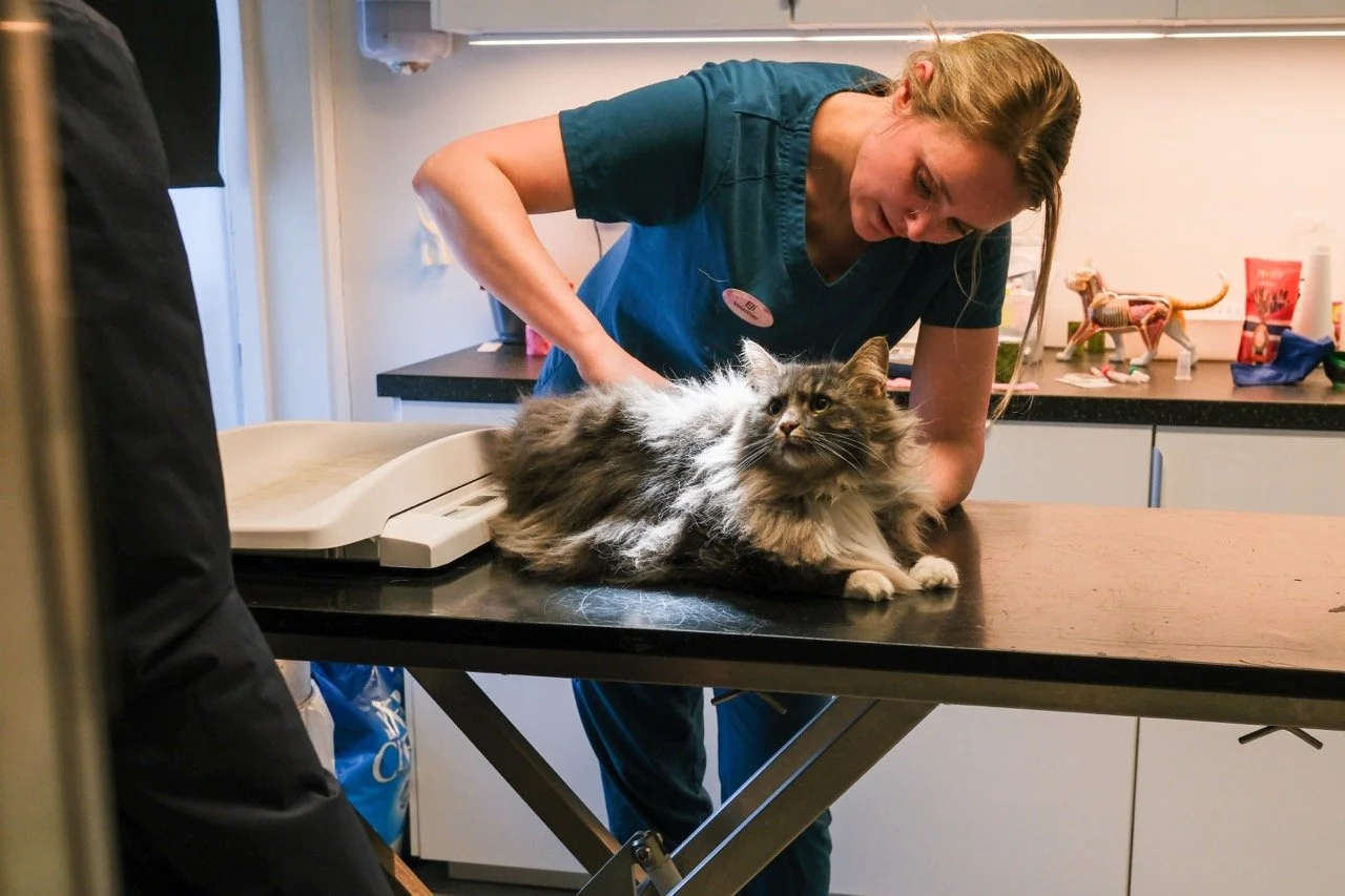 En veterinær undersøker en langhåret katt på et undersøkelsesbord, inne i en klinikk.