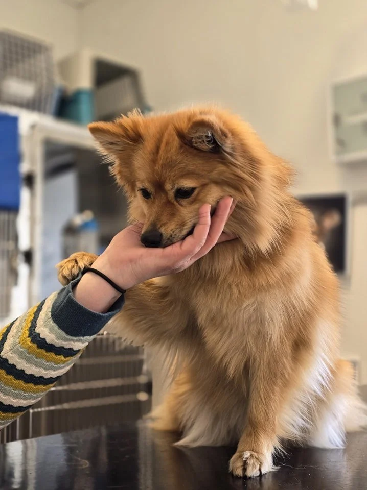 En hund som står på et bord, forsiktig berørt av en persons hånd.