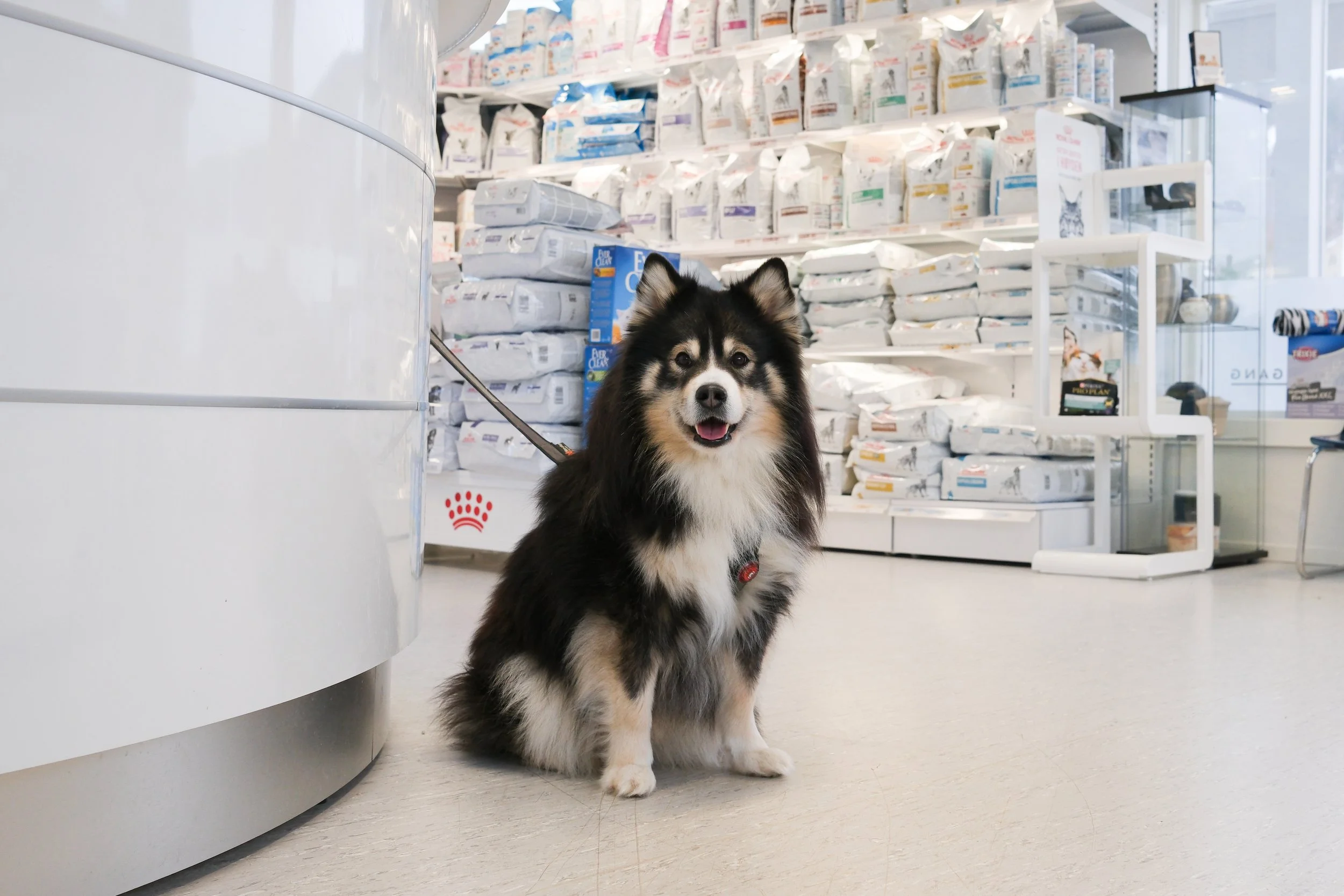 Søt hund på et dyrebutikk, sitter på gulvet foran hyller med dyrefôr.