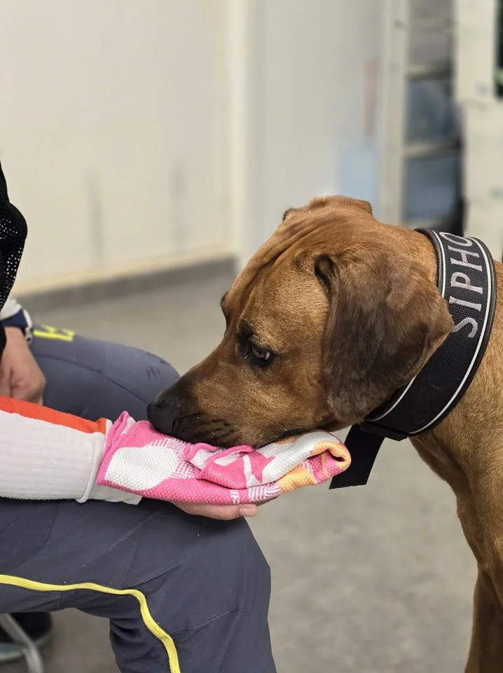 En hund snuser i en håndkled som er på en persons ben.