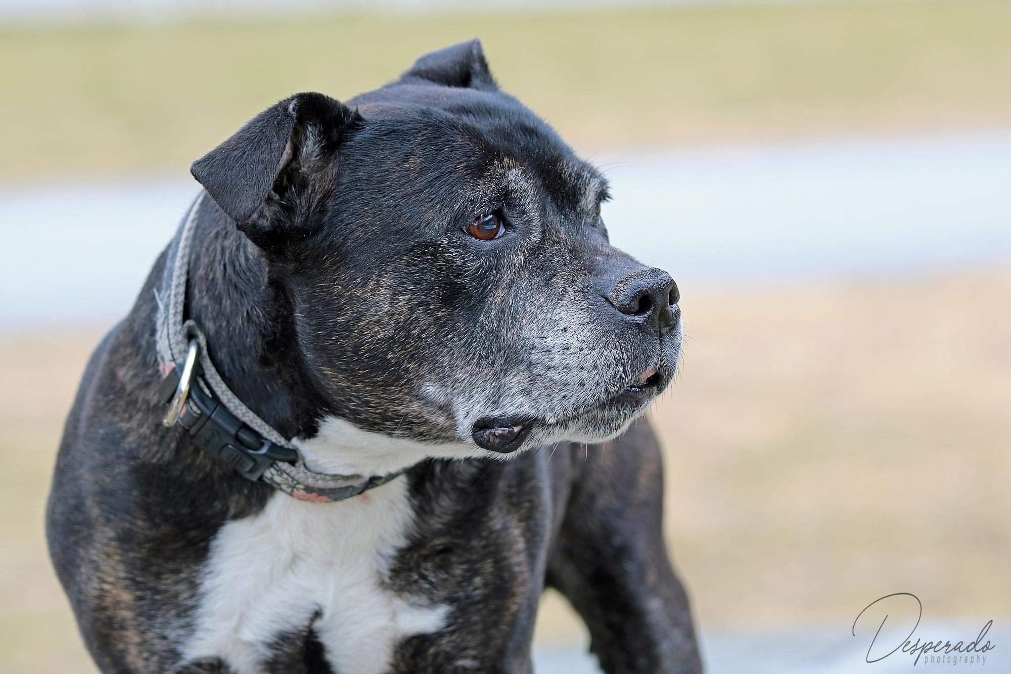 En svart og grå hund med hvit bryst, kledd i hundehalsbånd, ser til venstre.
