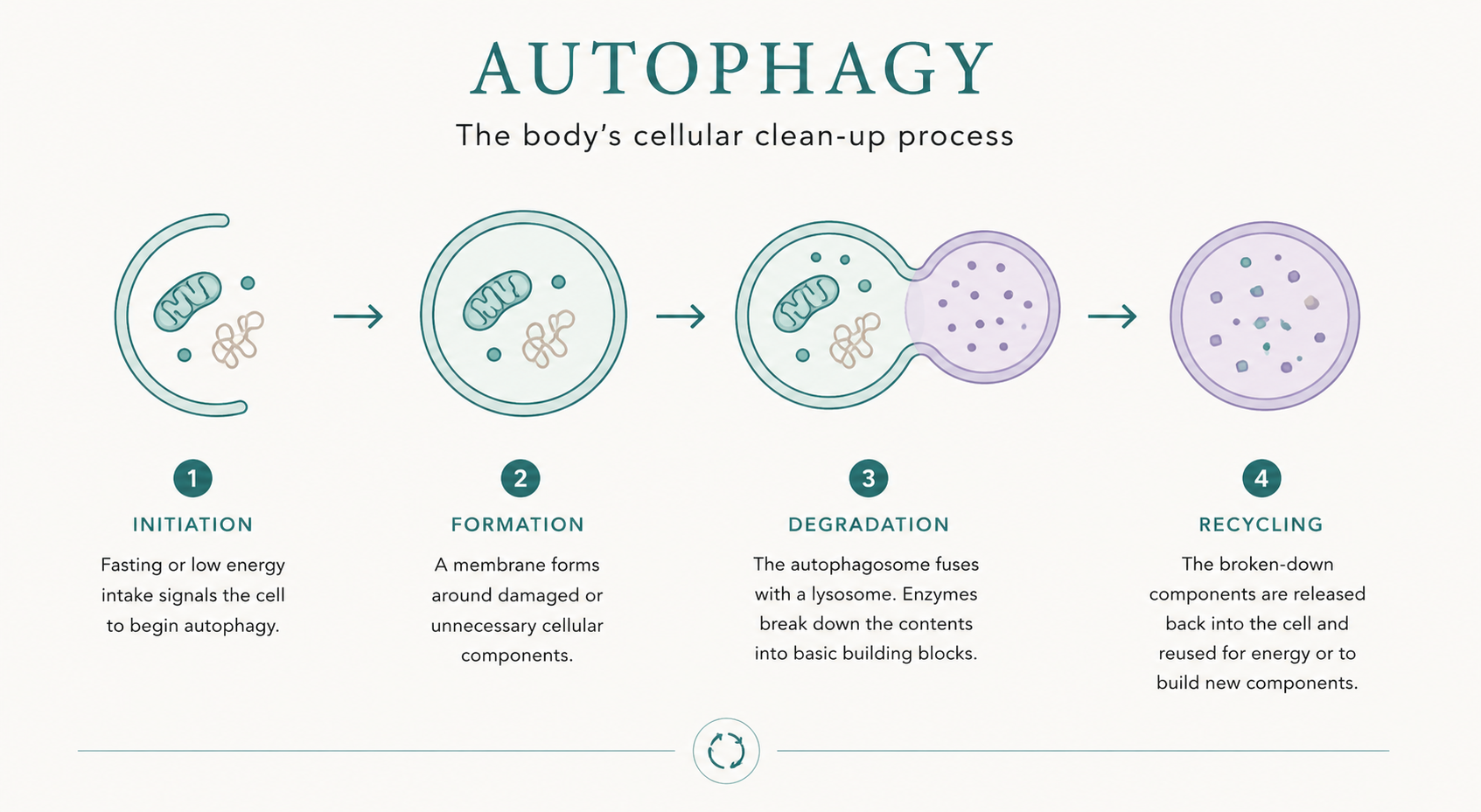 Illustration of autophagy at the cellular level