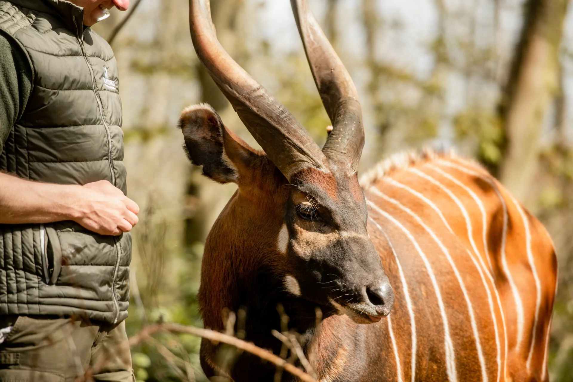 A person wearing a green jacket standing next to a nyala antelope in a forested area.