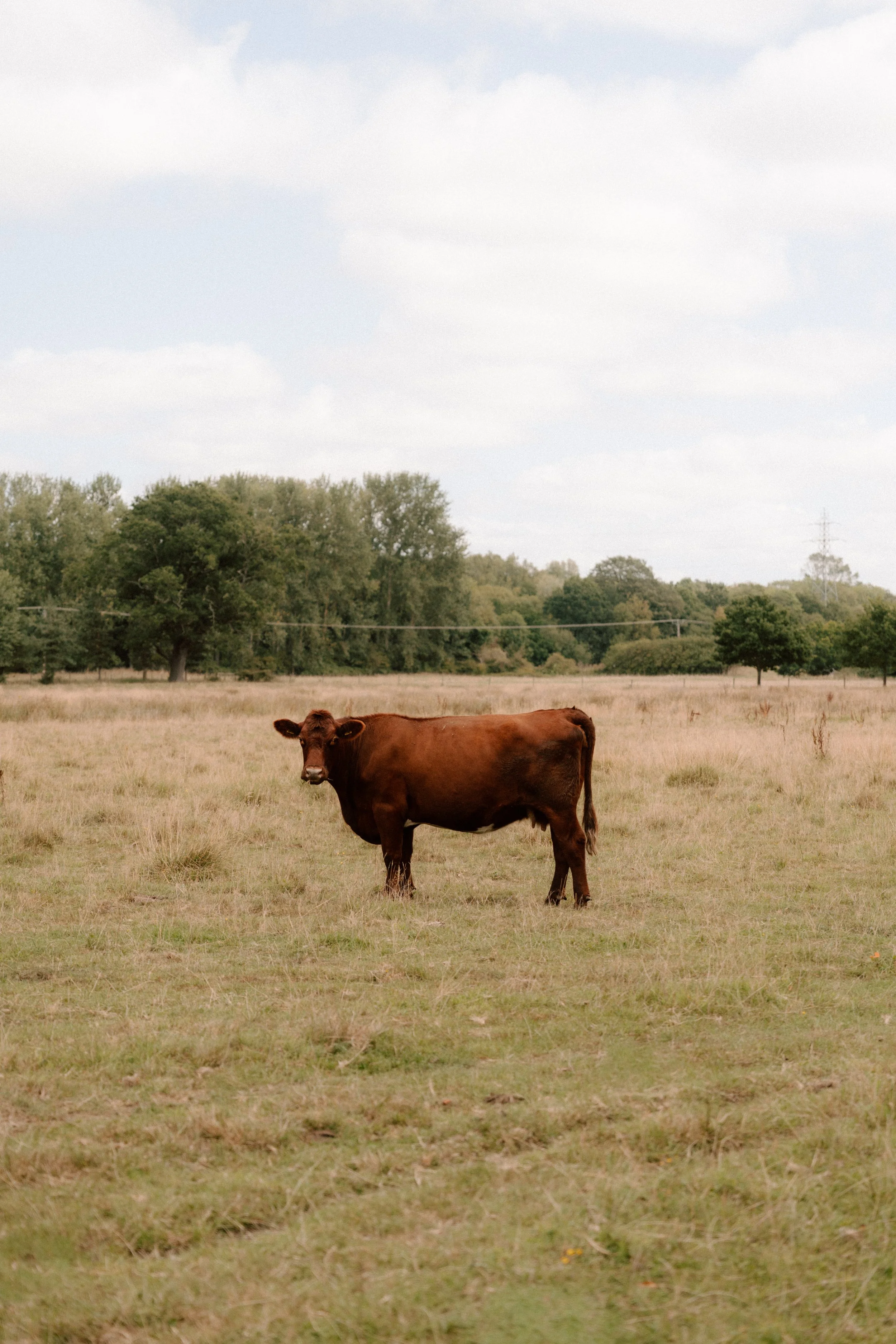 A cow standing in a grassy field with trees and a cloudy sky in the background.
