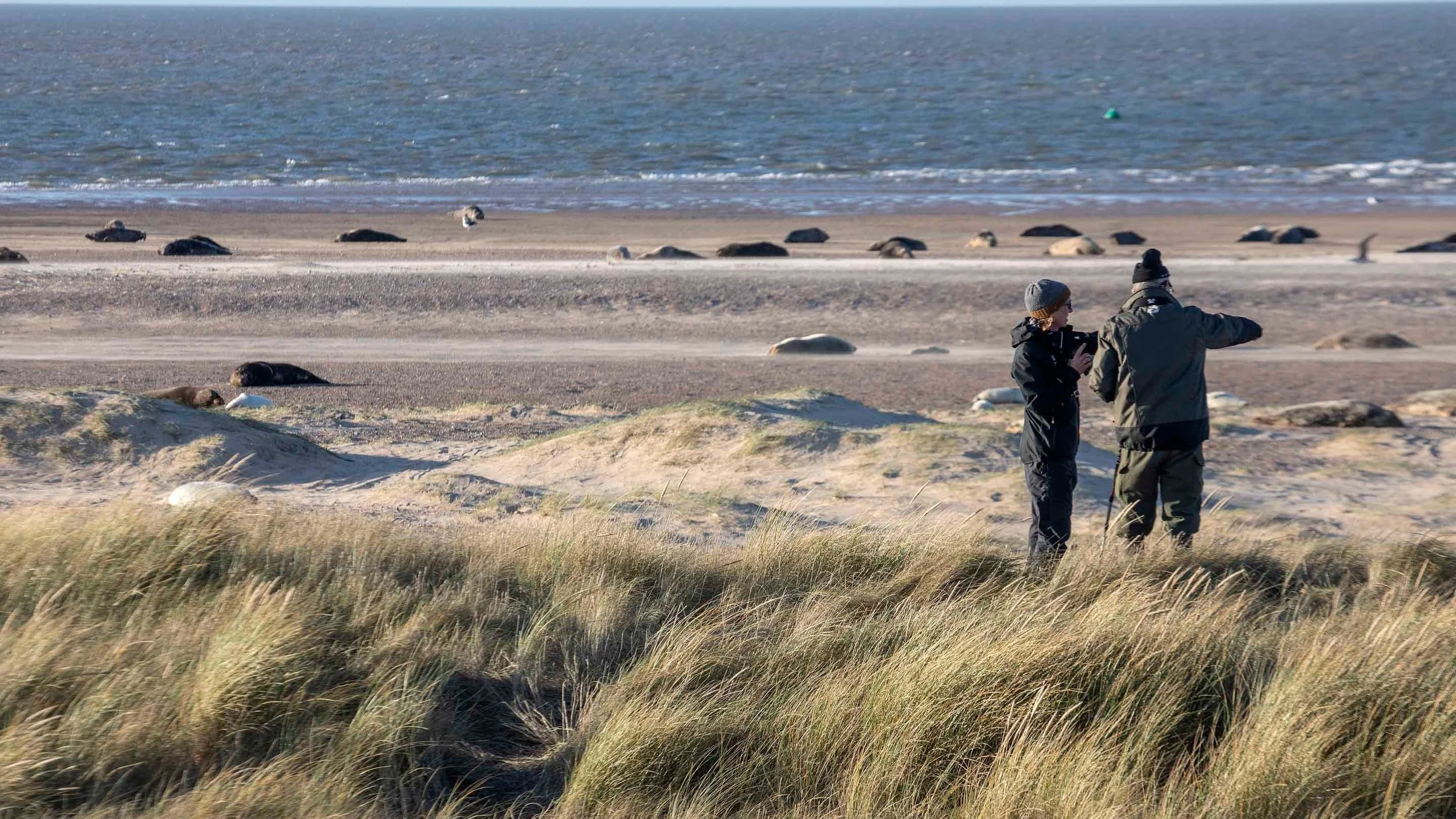 Two people dressed in dark outdoor clothing standing on a grassy dune near a beach, with one pointing out to sea. In the background, there are sea lions resting on the beach and floating in the water.