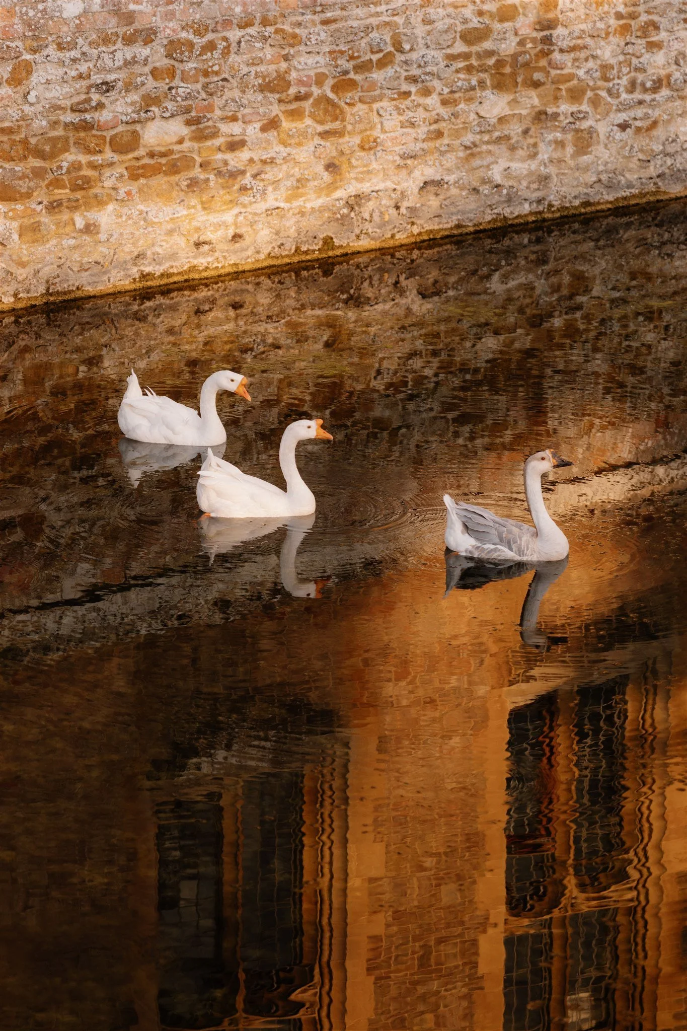 Three white swans swimming in a dark, reflective body of water with a brick wall in the background.