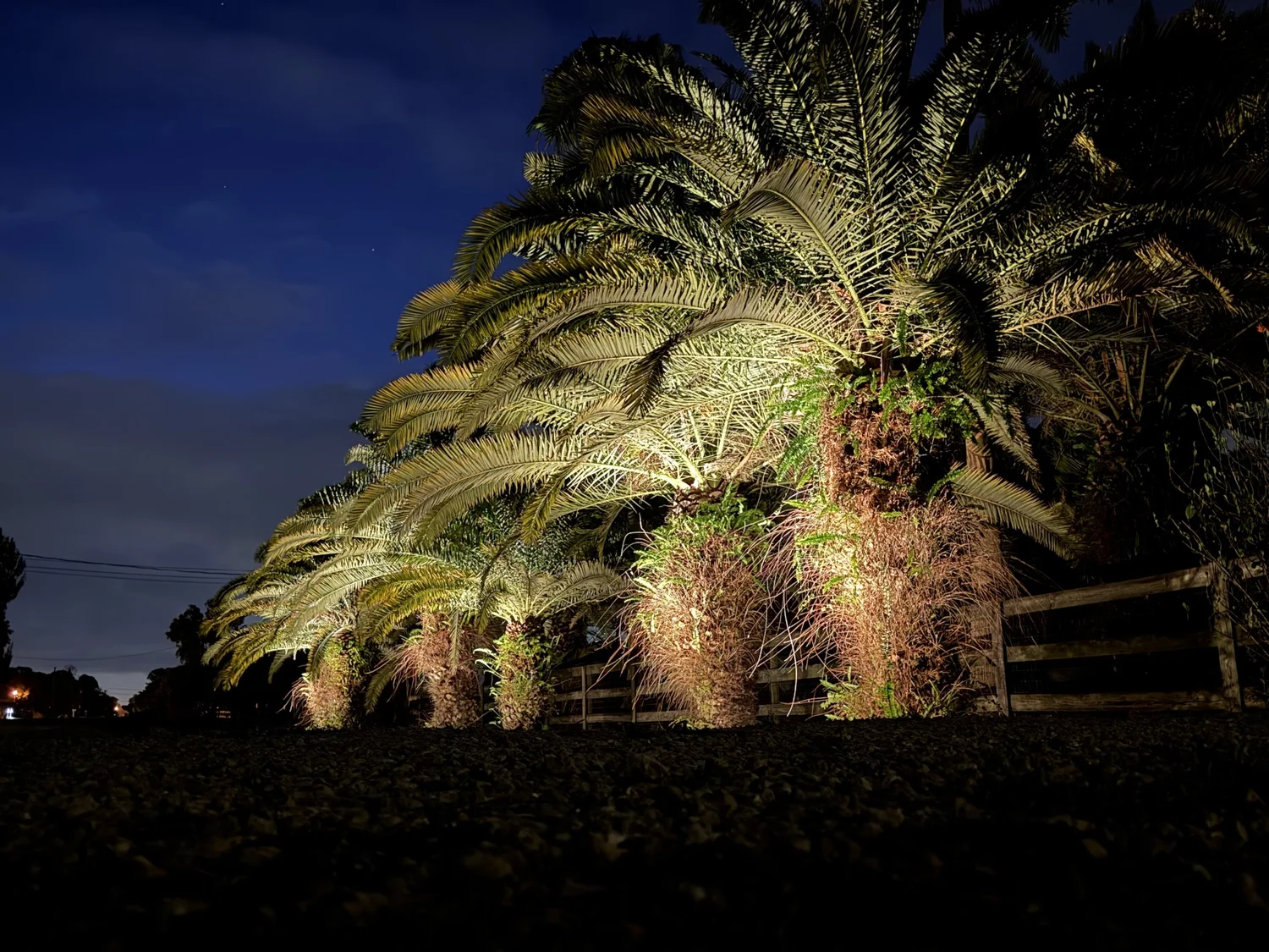 Landscape lighting illuminating palms and a home facade