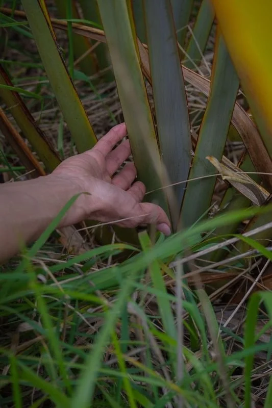 Cultural knowledge of harakeke preparation passed through generations.